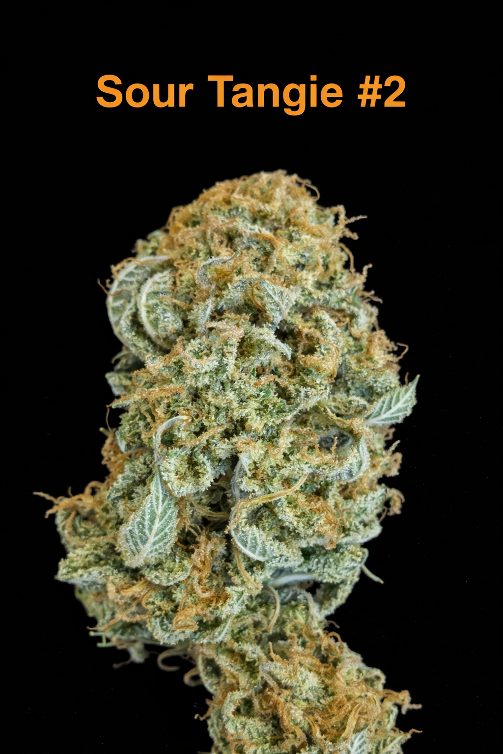 SOUR TANGIE #2 - FIRE HANDLER EXOTICS