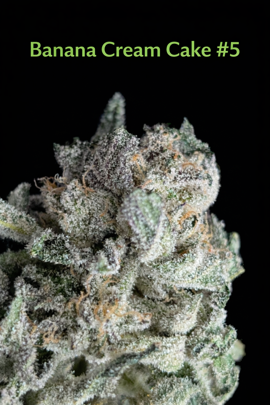 Fire Handler Exotics - Banana Cream Cake 1.png