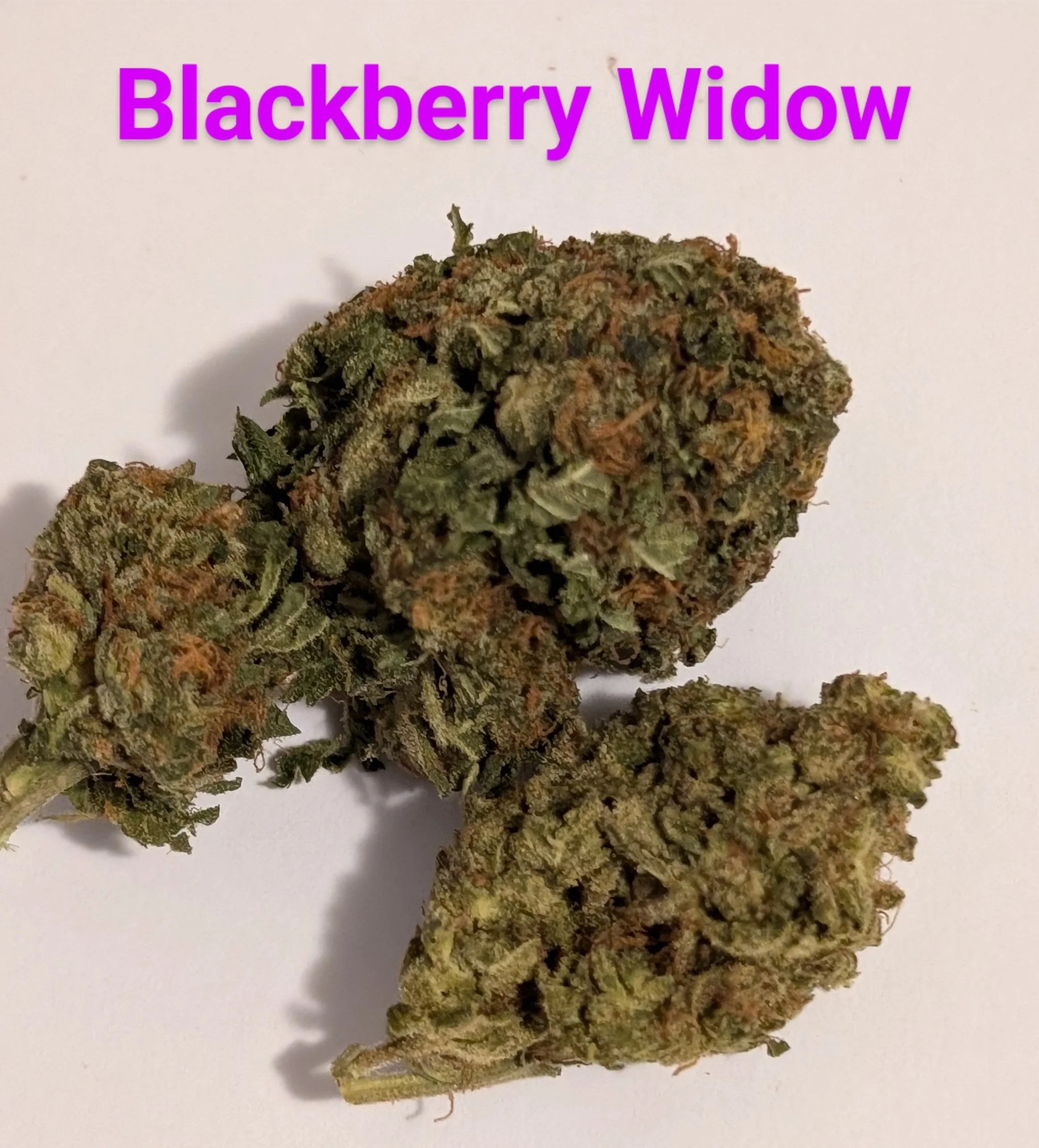 BLACKBERRY WIDOW - MIDS 1.jpg