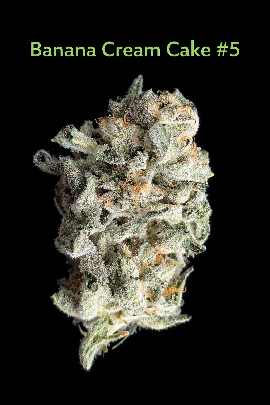 Fire Handler Exotics - Banana Cream Cake 2.png