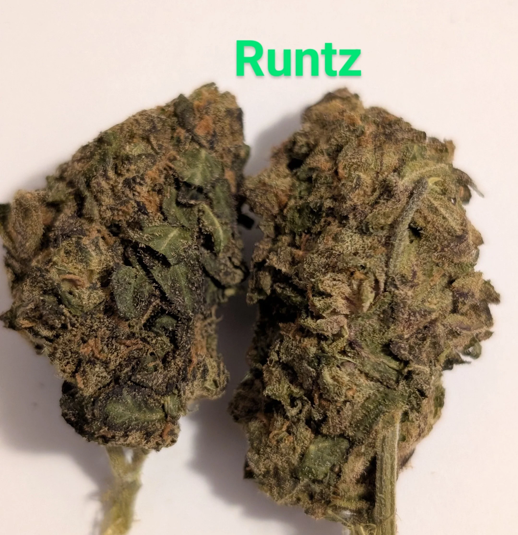 RUTZ - MIDS 1.jpg