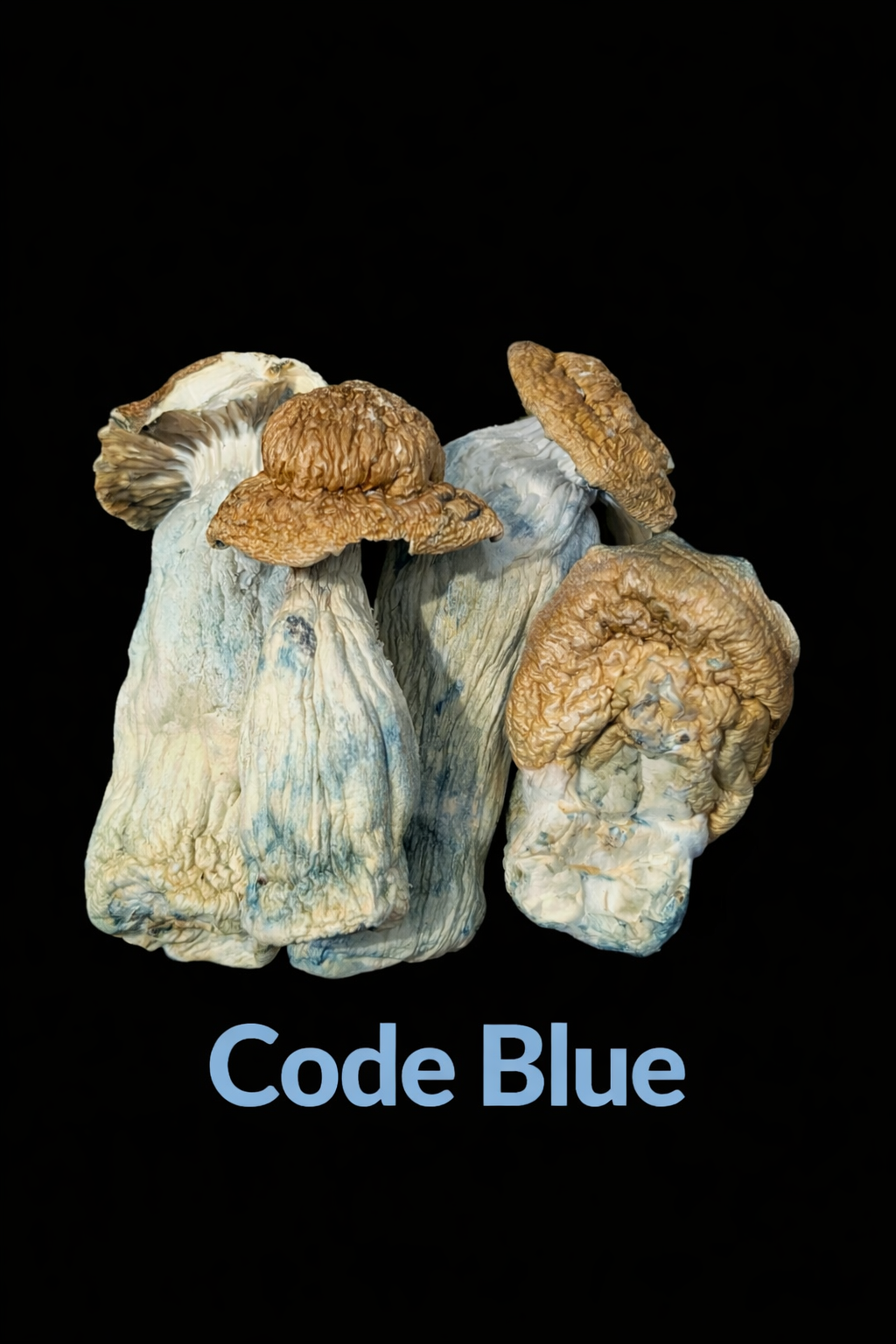 CODE BLUE - SHROOMS