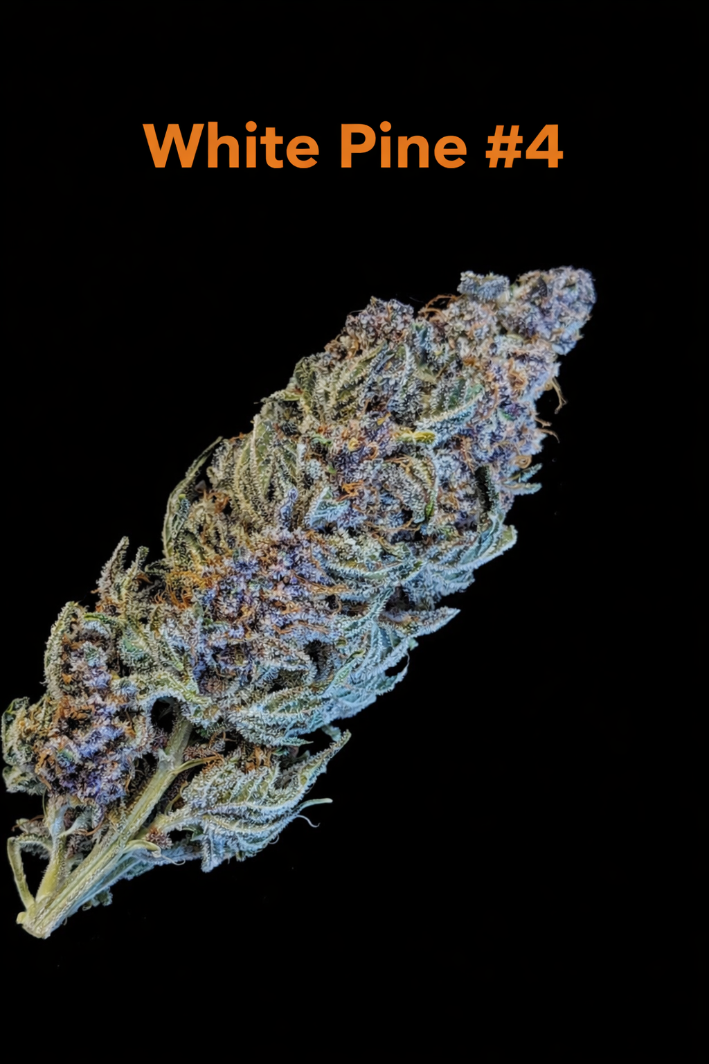 Fire Handler Exotics - White Pine #4 3.png
