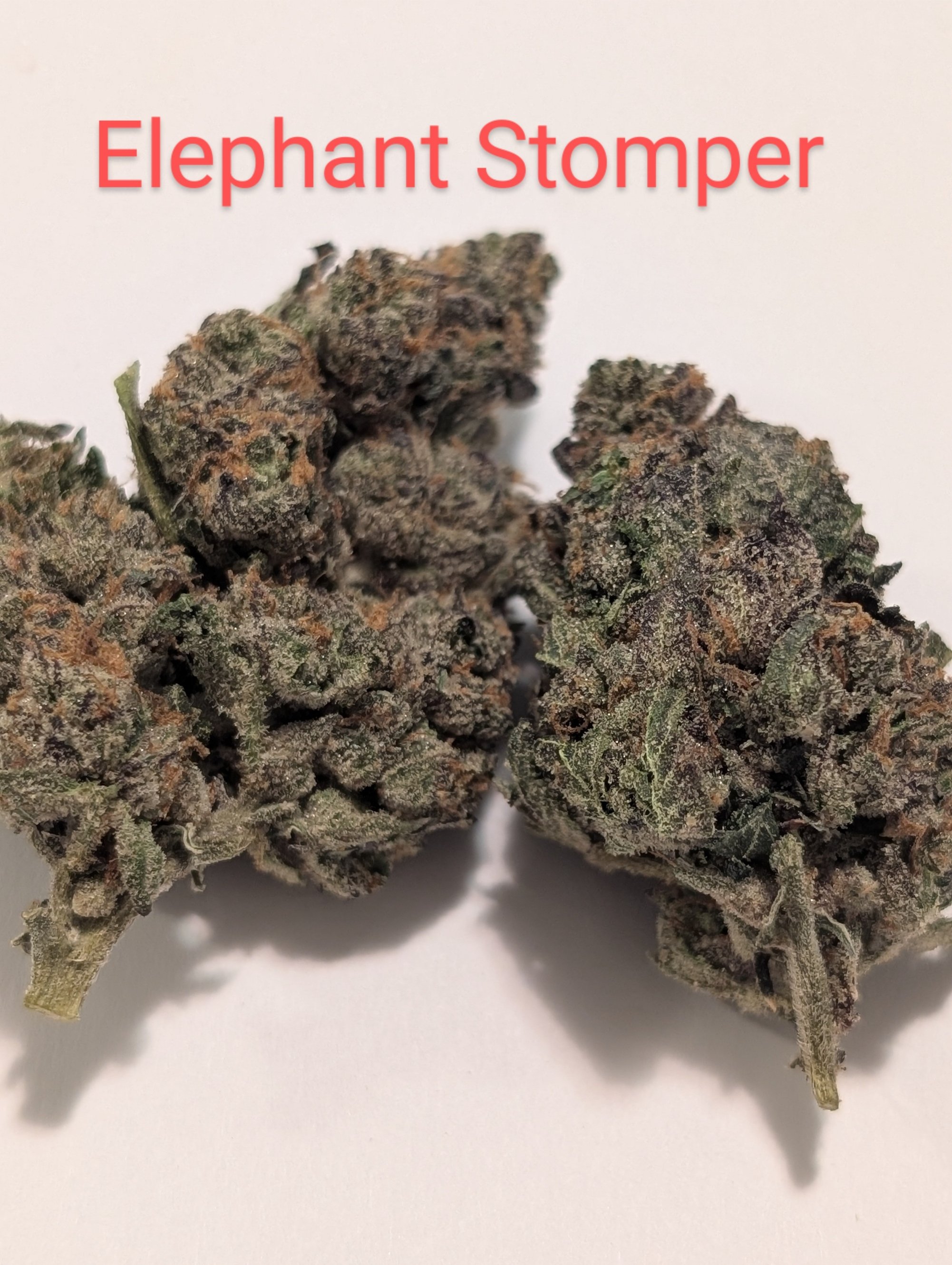 elephant stomper mids 3.jpg