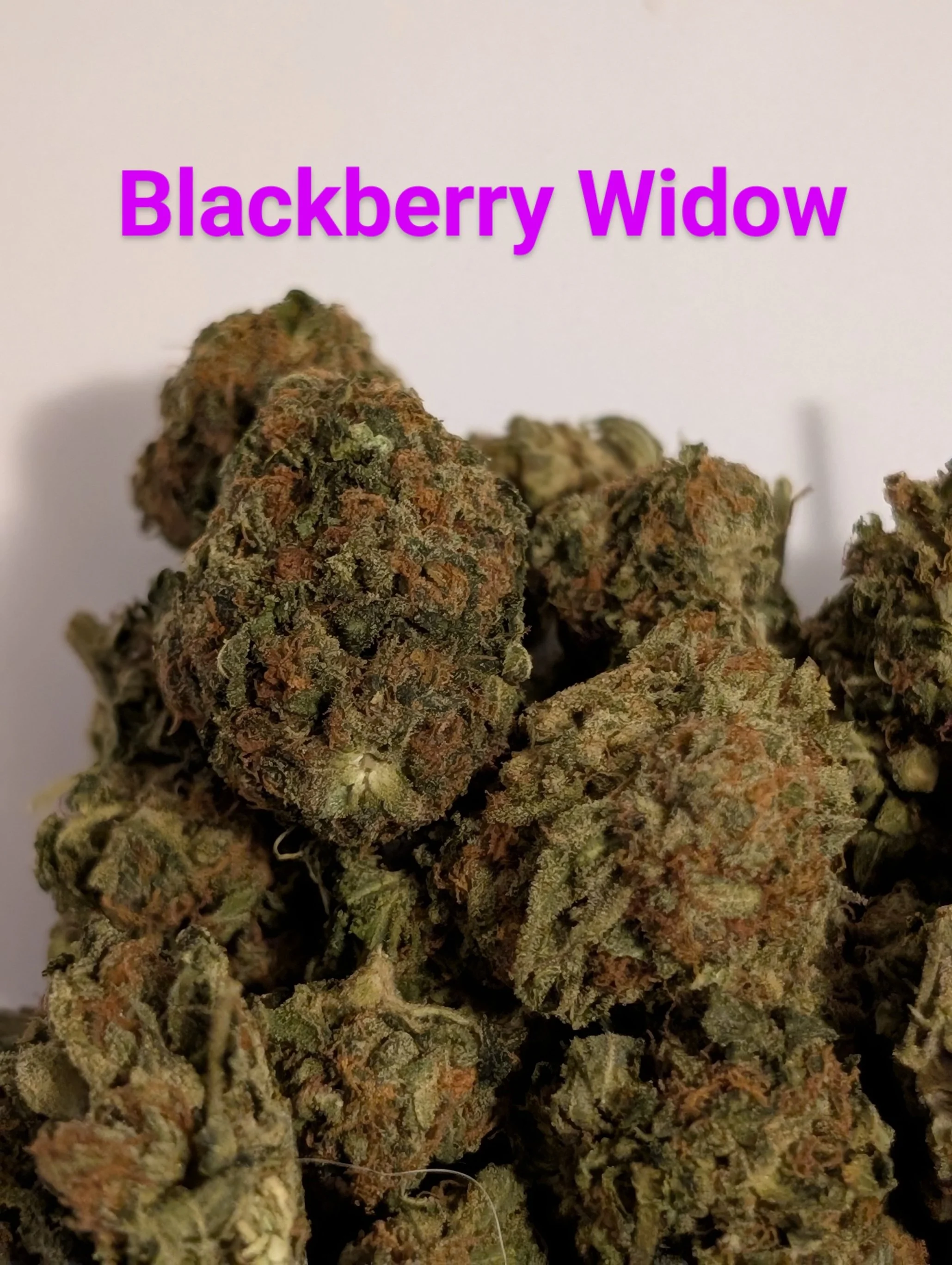 BLACKBERRY WIDOW - MIDS 2.jpg
