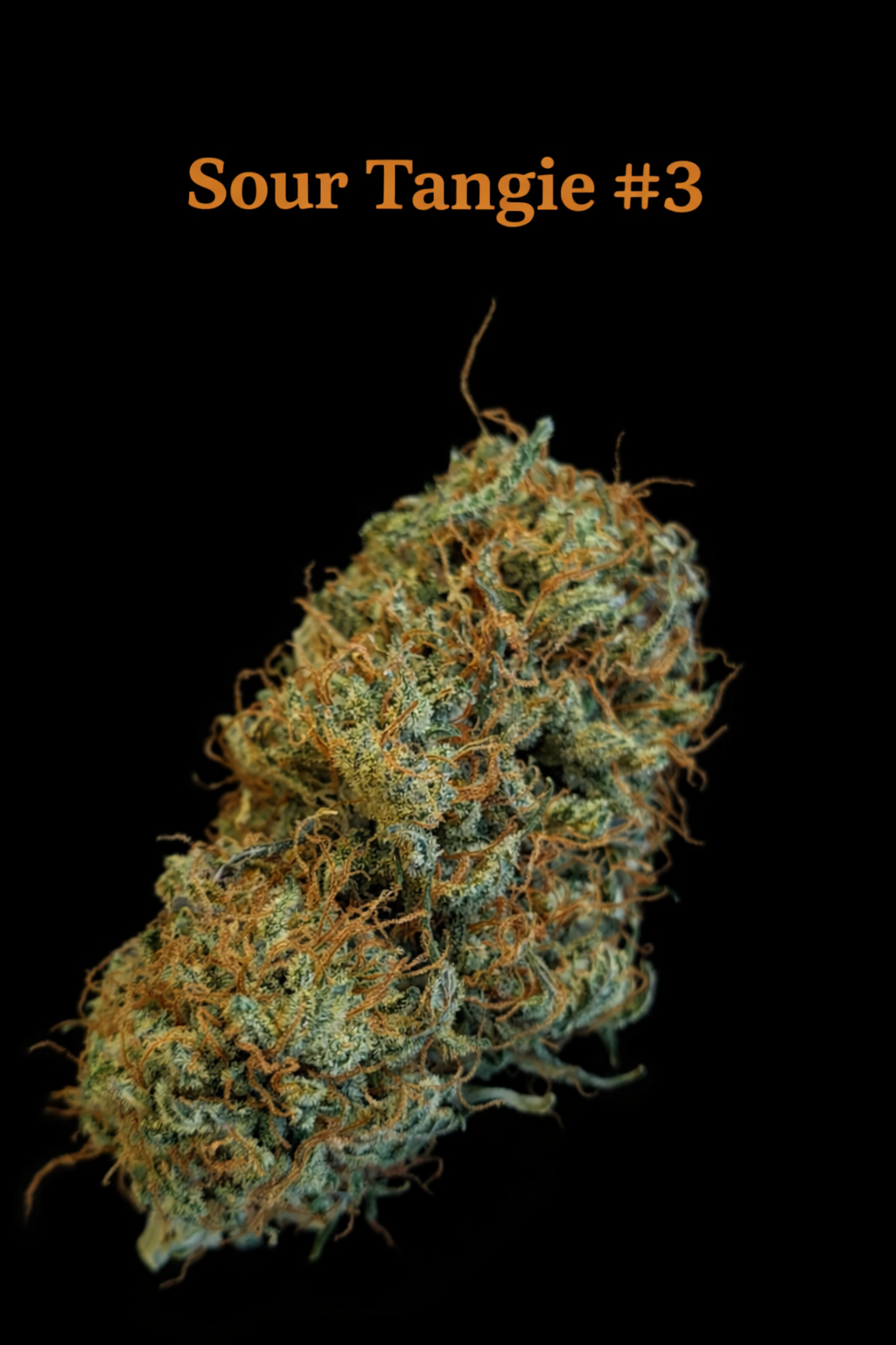 SOUR TANGIE #3- FIRE HANDLER EXOTICS