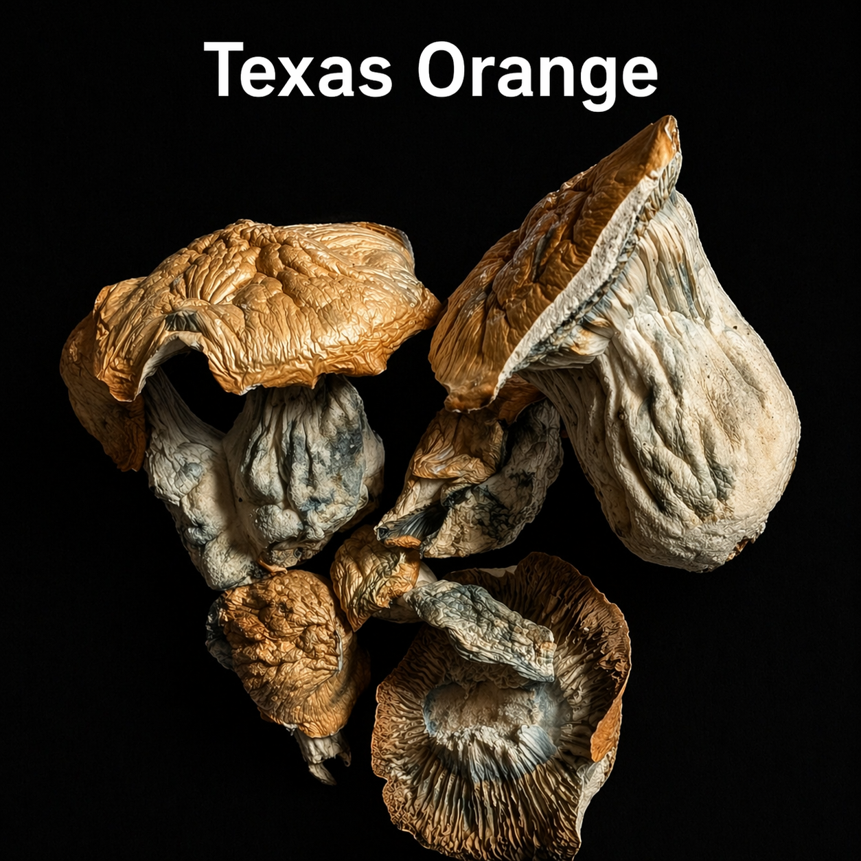 TEXAS ORANGE - SHROOMS