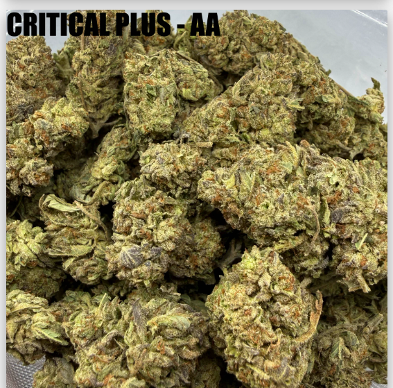 CRITICAL PLUS  - CHEAPS