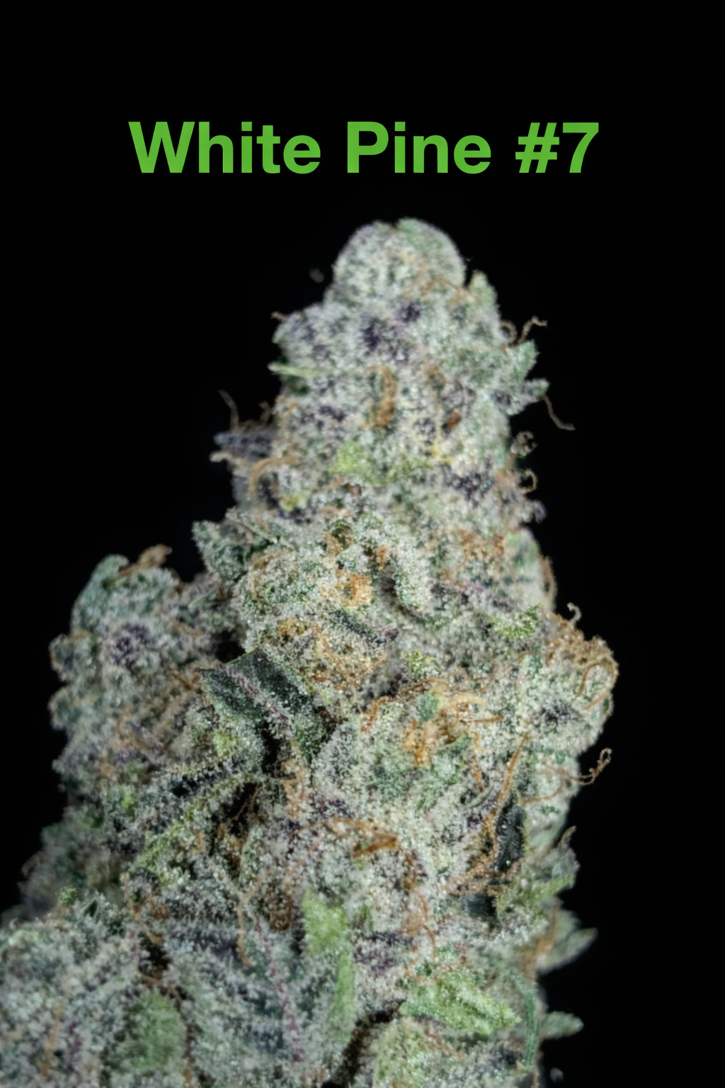 Fire Handler Exotics - White Pine #7 1.png