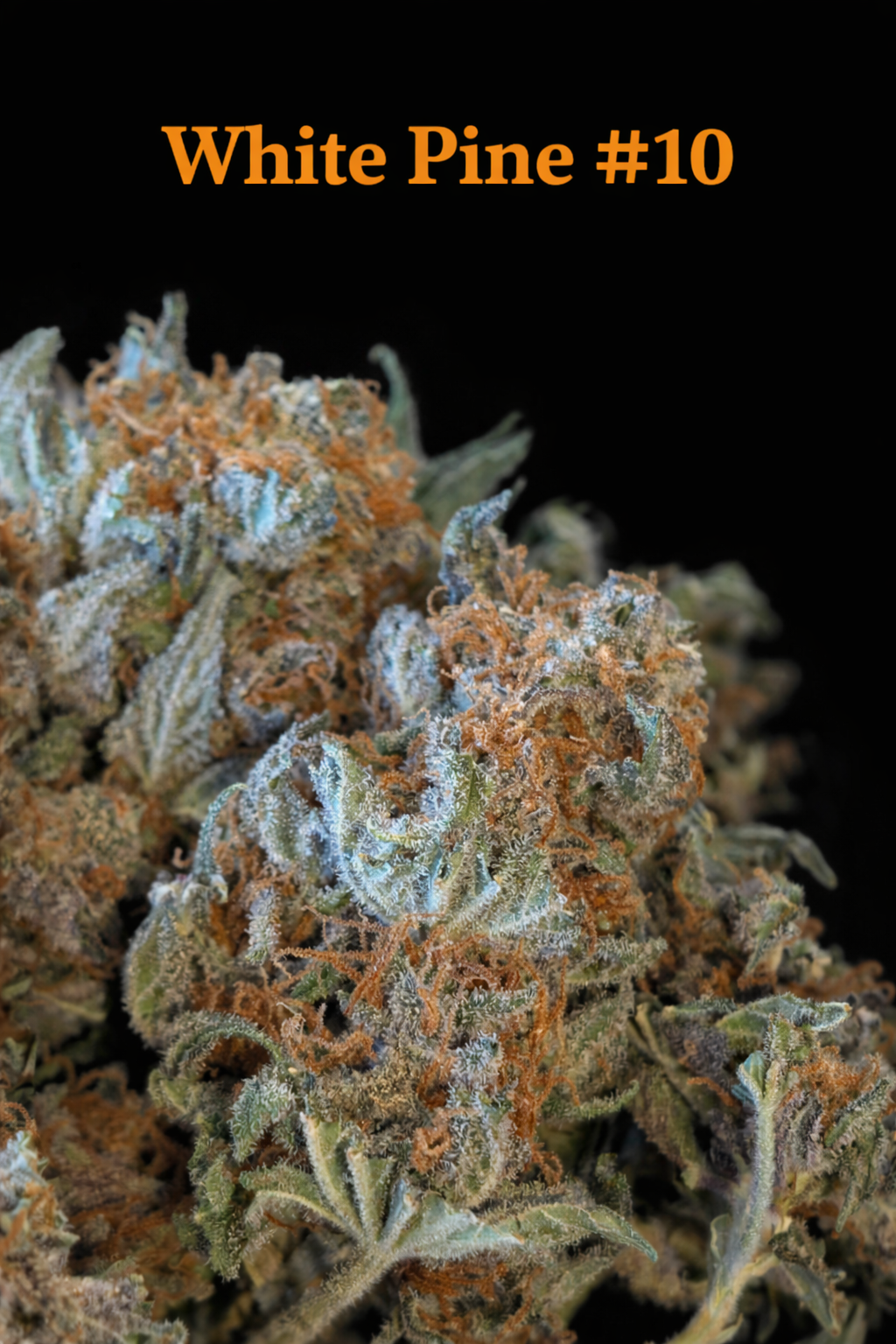 Fire Handler Exotics - White Pine #10 4.png