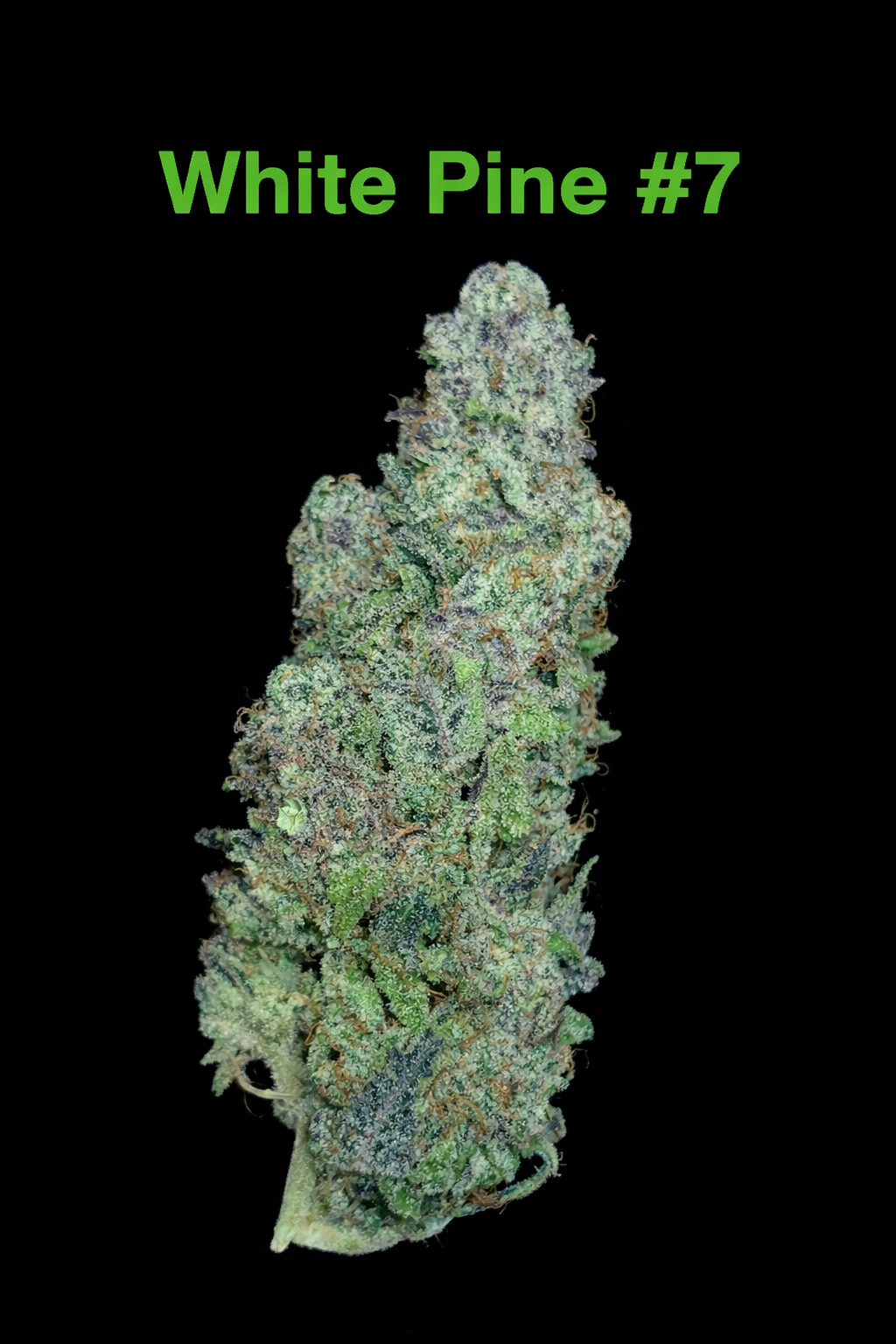 Fire Handler Exotics - White Pine #7 2.png