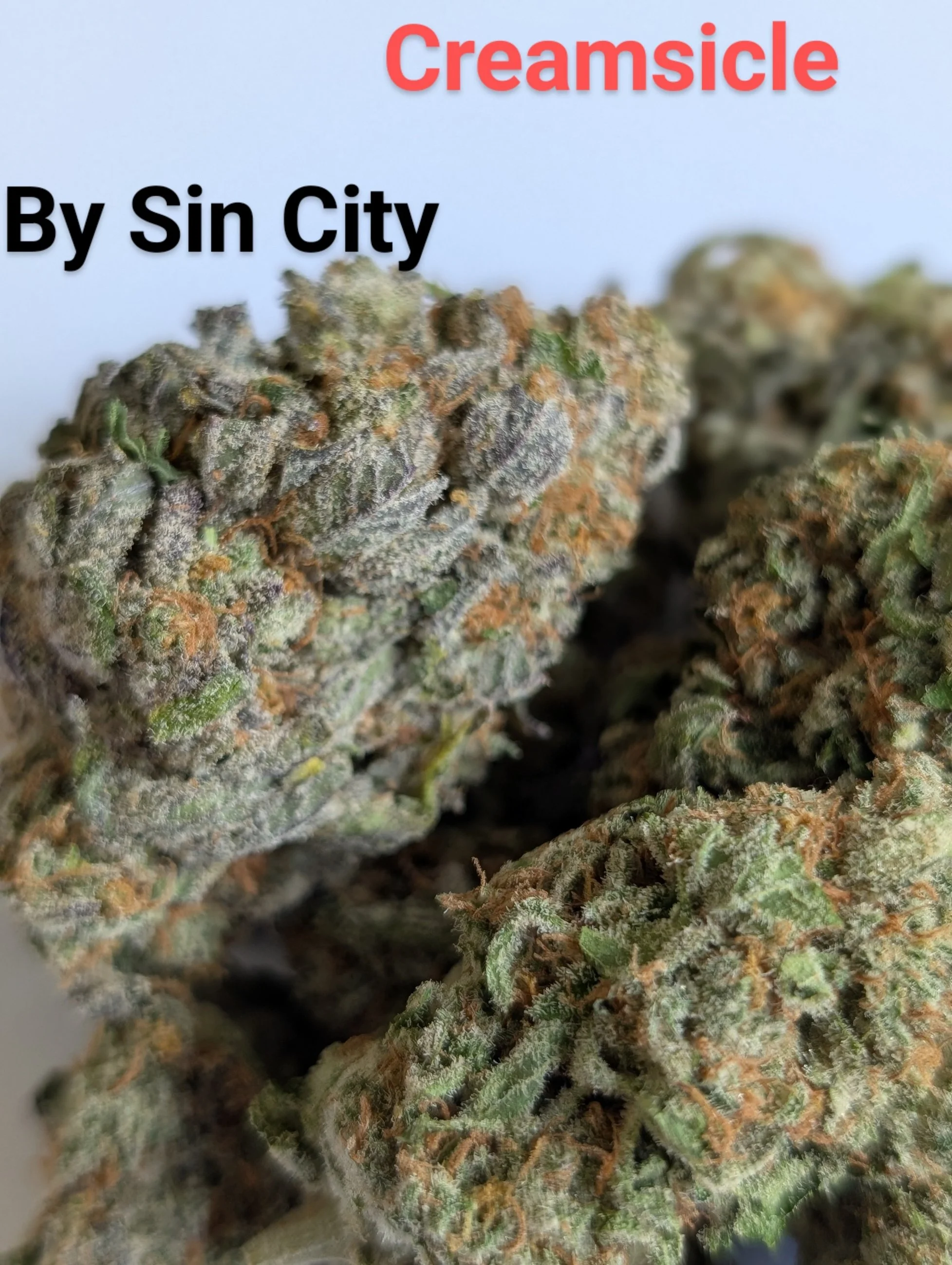 CREAMSICLE - SIN CITY