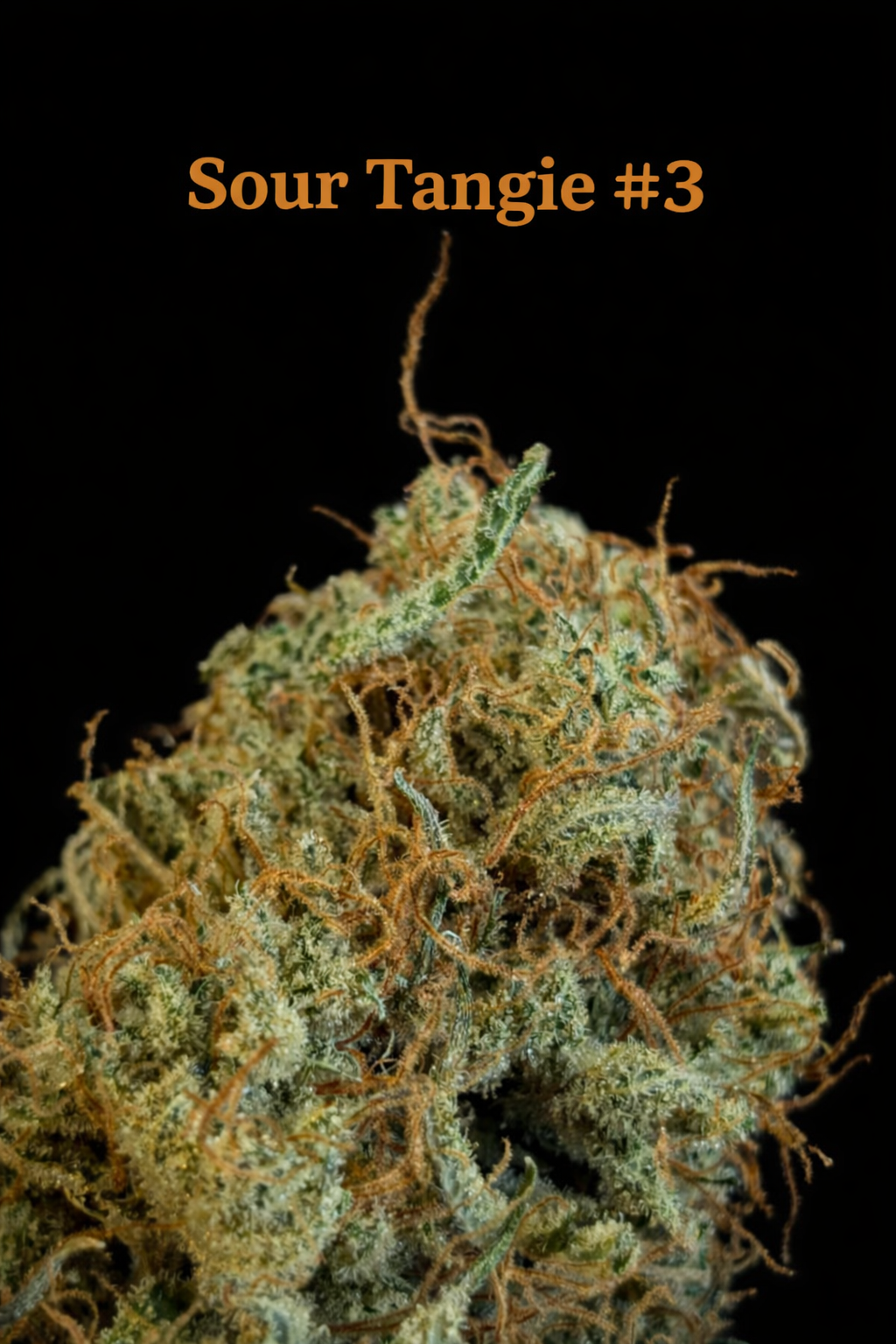 Fire Handler Exotics - Sour Tangie #3 4.png