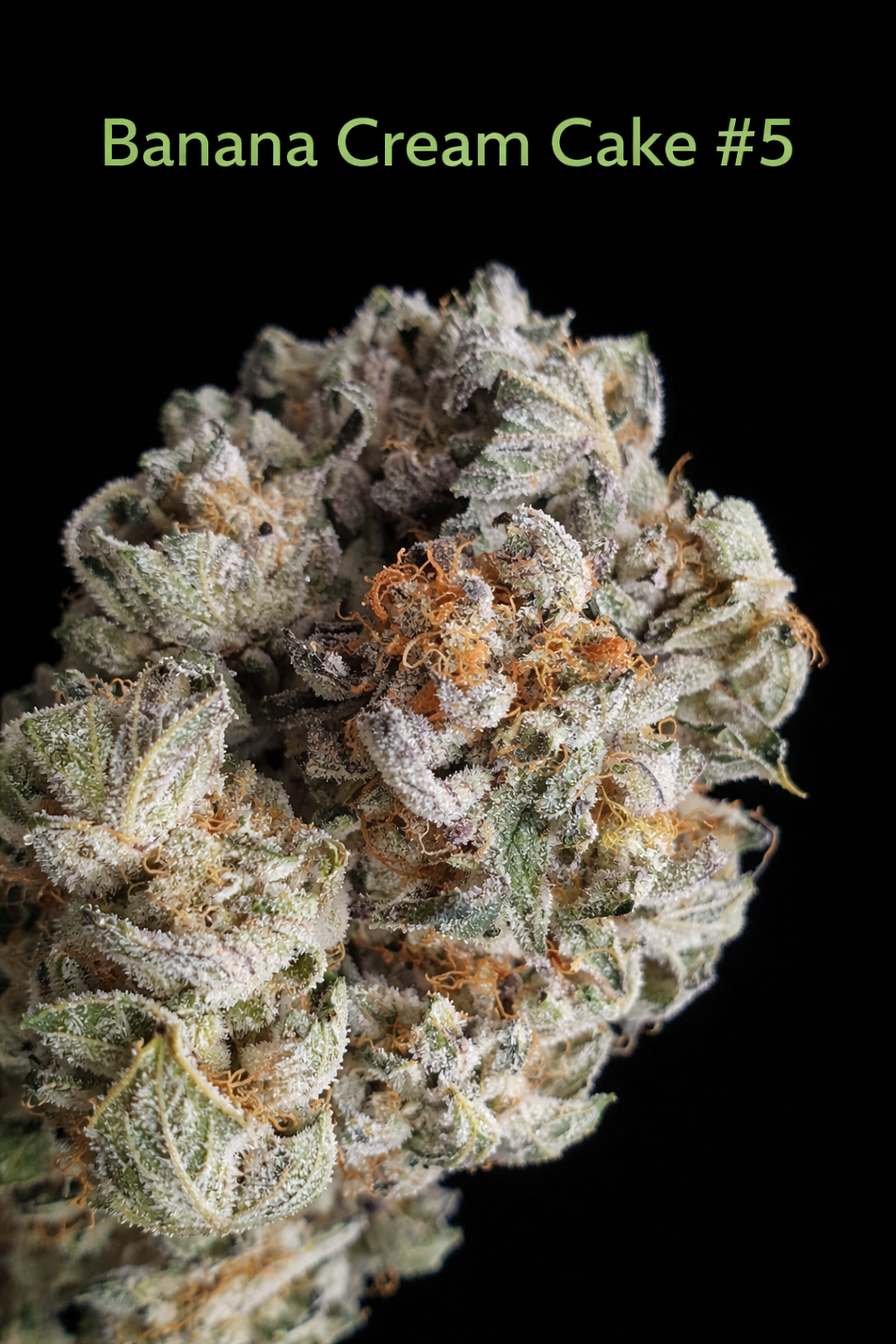 BANANA CREAM CAKE #5 - FIRE HANDLER EXOTICS