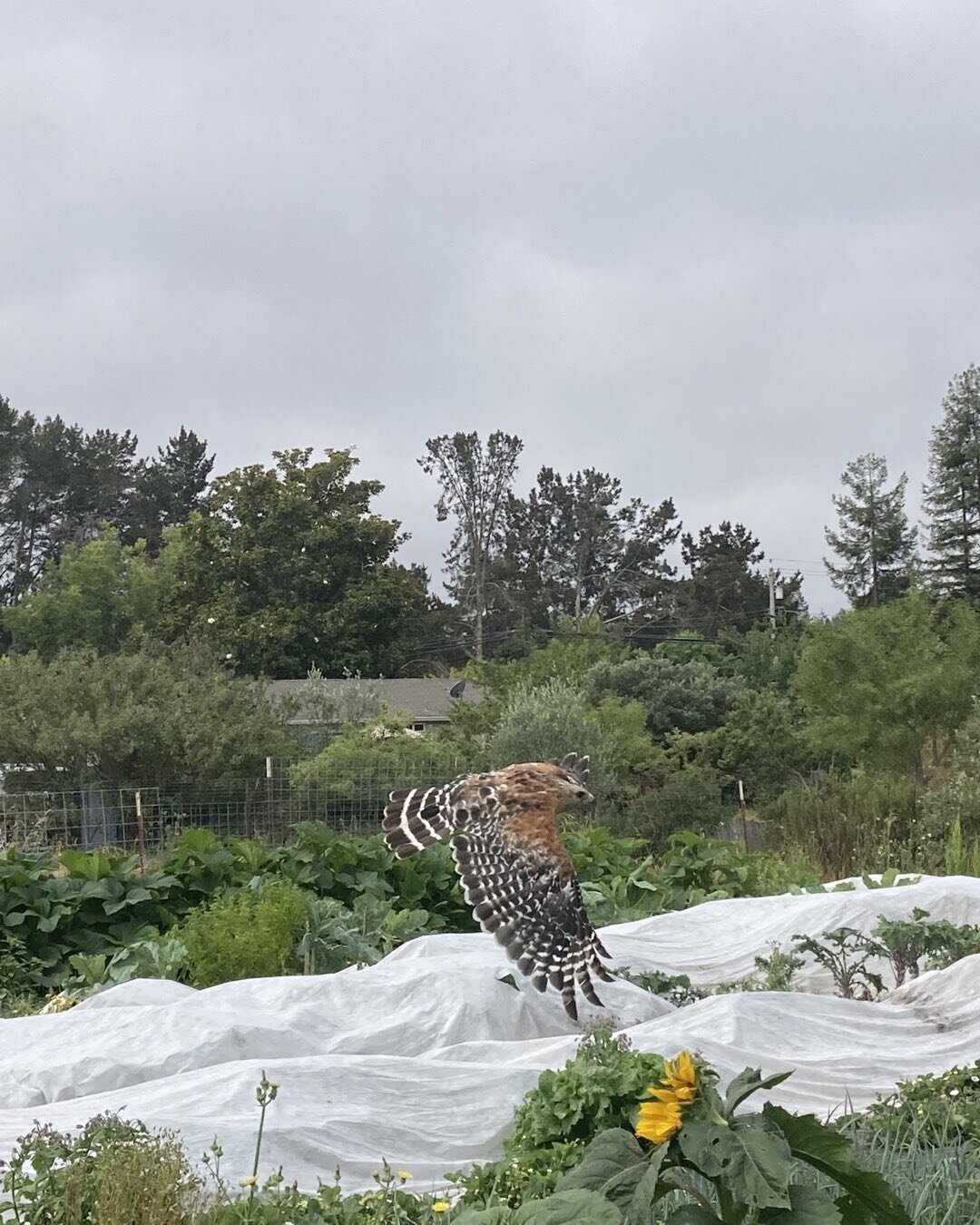 Just another harvest morning 💛 up real close and personal with this graceful, Magical being. #farmher #sebastopol #womenwhofarm #birdlady #biodiversity #habitat #predator #gophercontrol