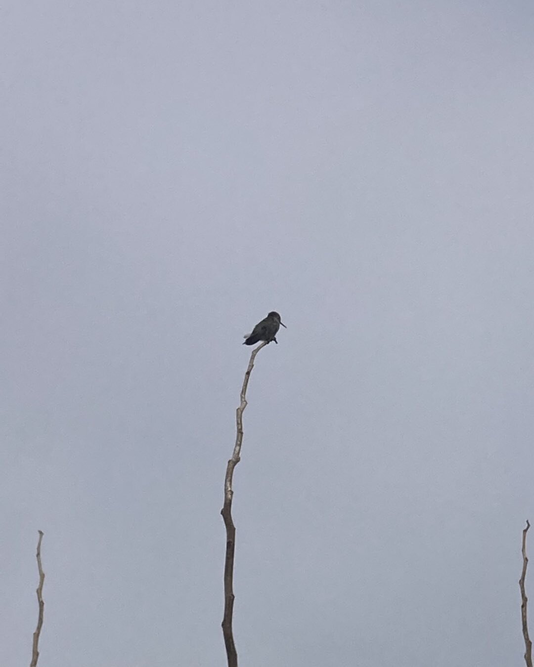 From the biggest to the smallest. Check out my last post for a glorious hawk swooping through my field. 💛#hummingbird #rest