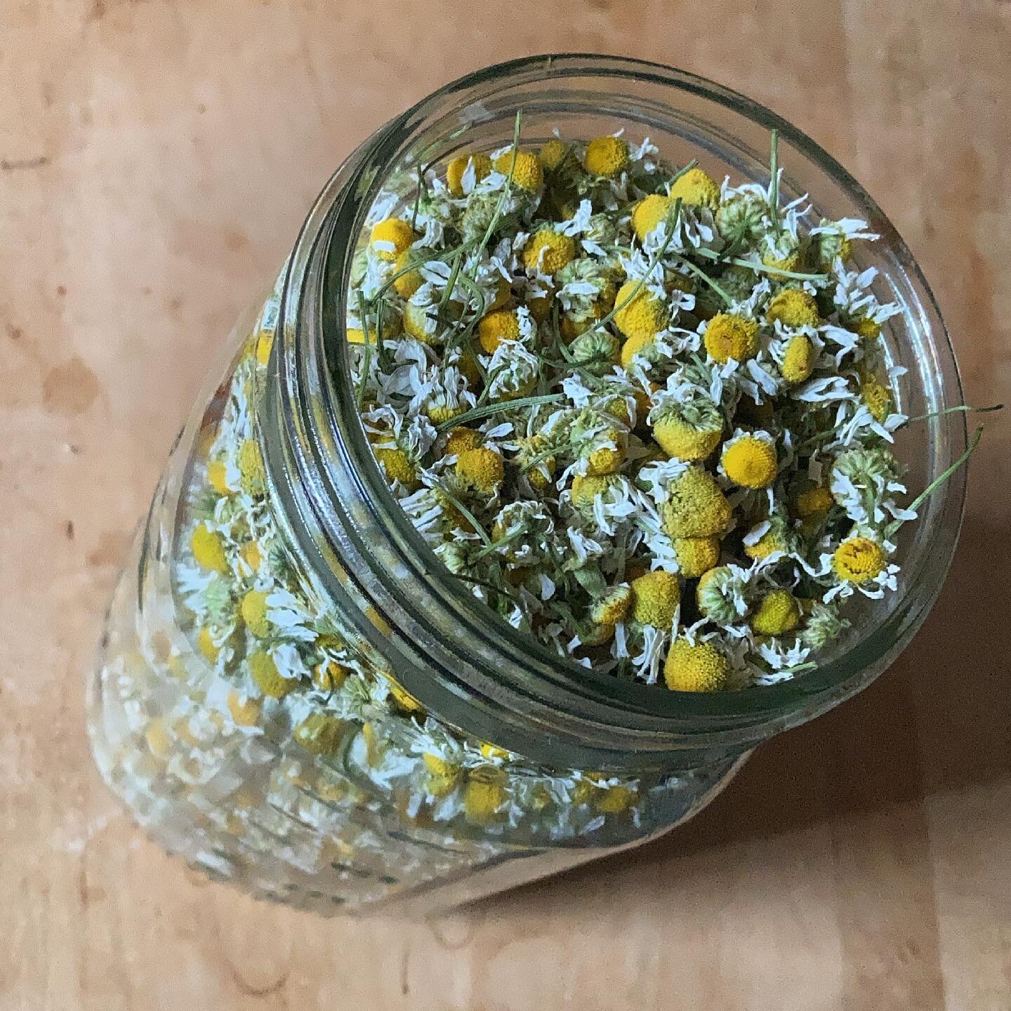 Heaping jars of dried chamomile for winter tea blends! 😍 #womenwhofarm #farmher #wintercsa #herbalmedicine #growtea #teaplants #rest #nourish