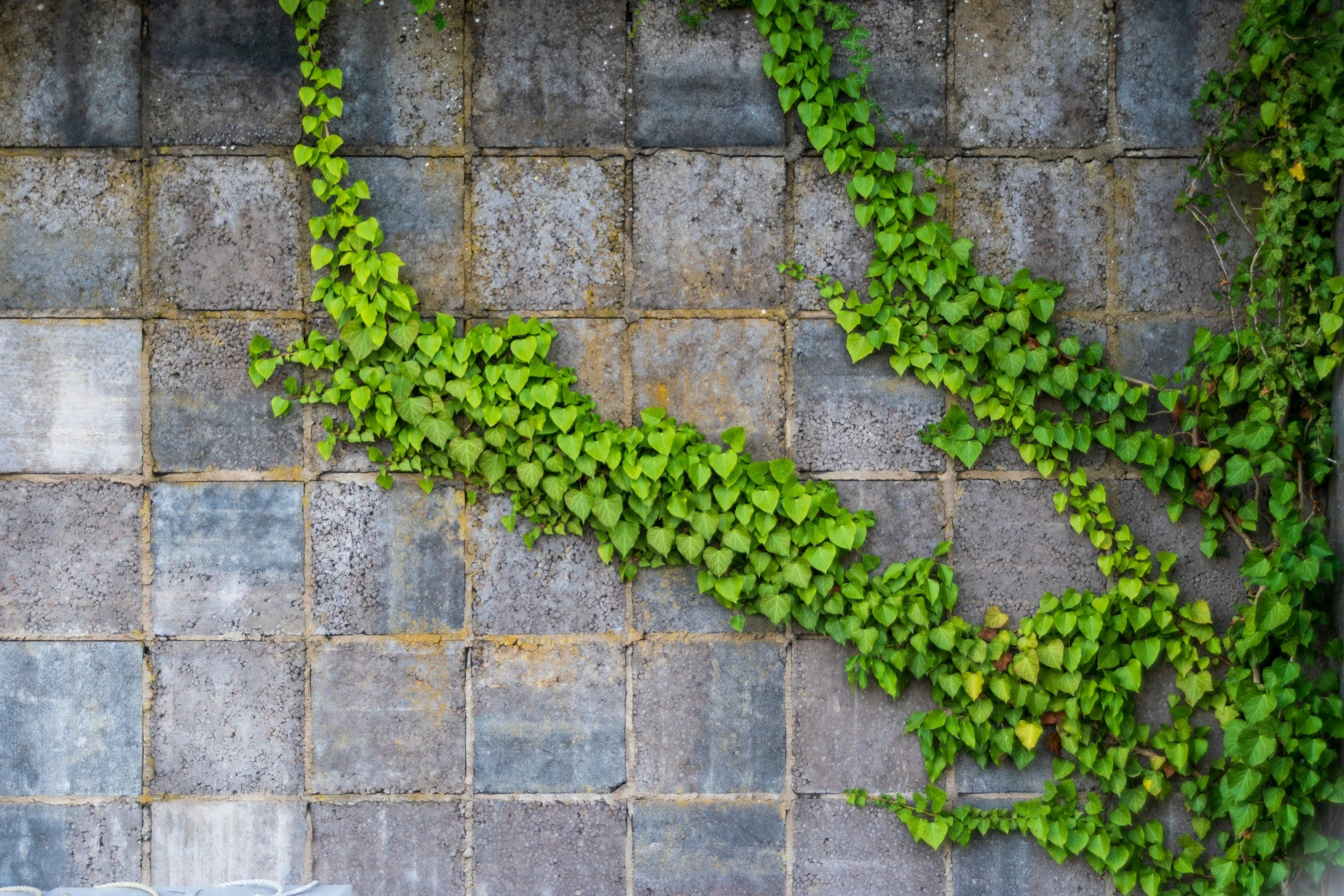 green plant thriving on concrete