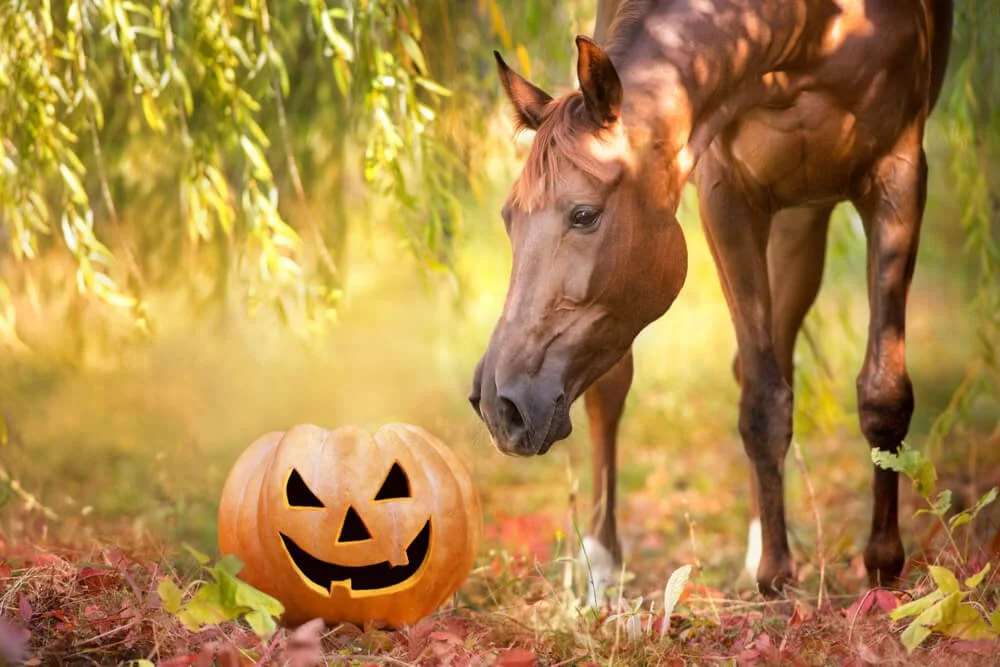 halloween horse1.jfif