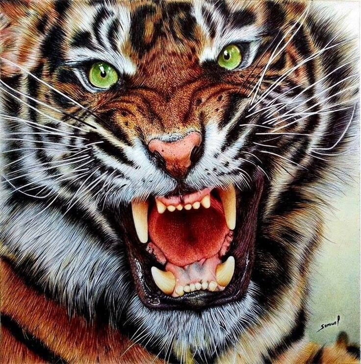 Sonnet 19: “Pluck the keen teeth from the fierce Tiger’s jaws…”