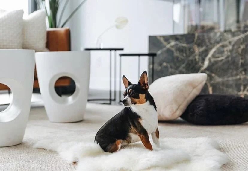 MODEL Have you met Jax? He&rsquo;s the smallest member of the team and he will work for treats. #doglover