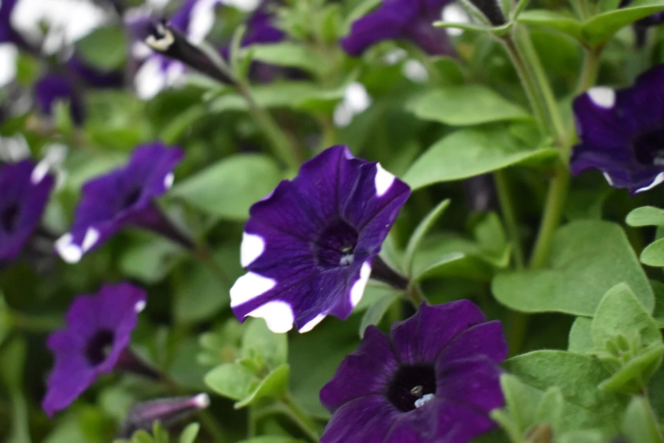 Farmington Greenhouse MN