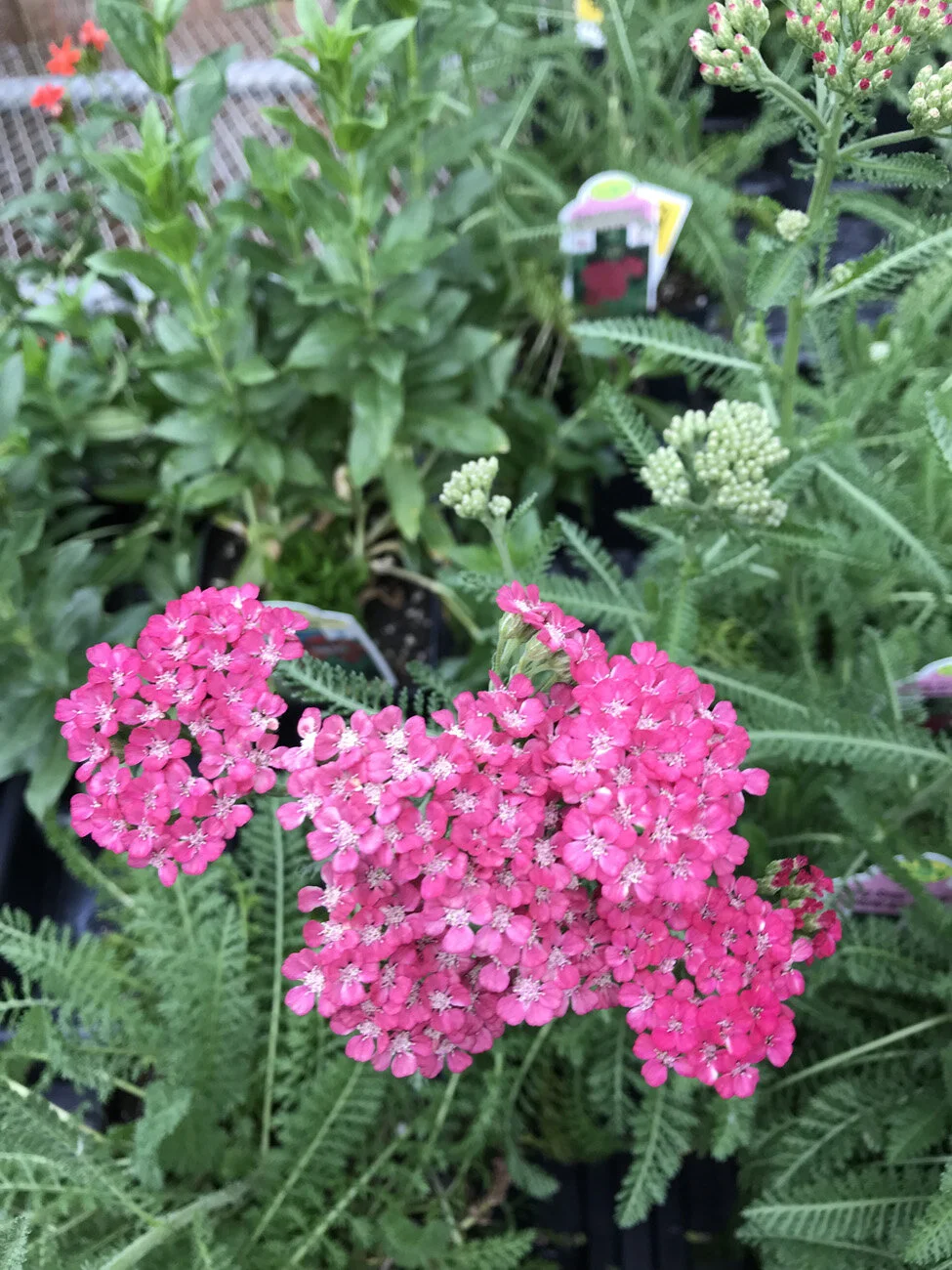 Perennials — Farmington Greenhouse MN