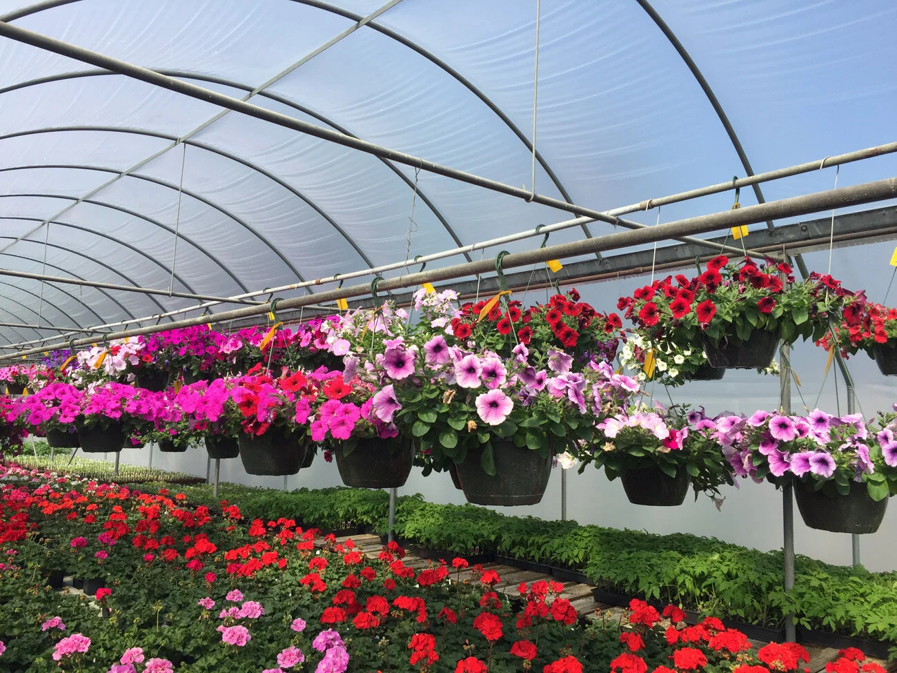Farmington Greenhouse MN