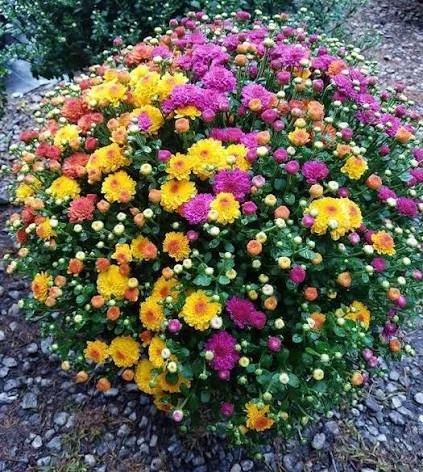 tricolor mum.jpg