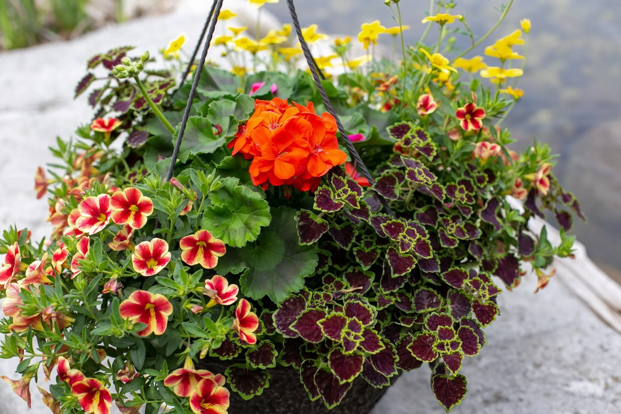 Mixed Hanging Basket 2.jpg