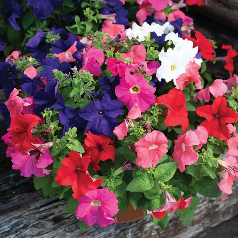 petunia assorted.jpg