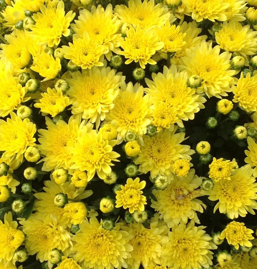 garden_mum_moonglow_yellow_bloom_11870.jpg