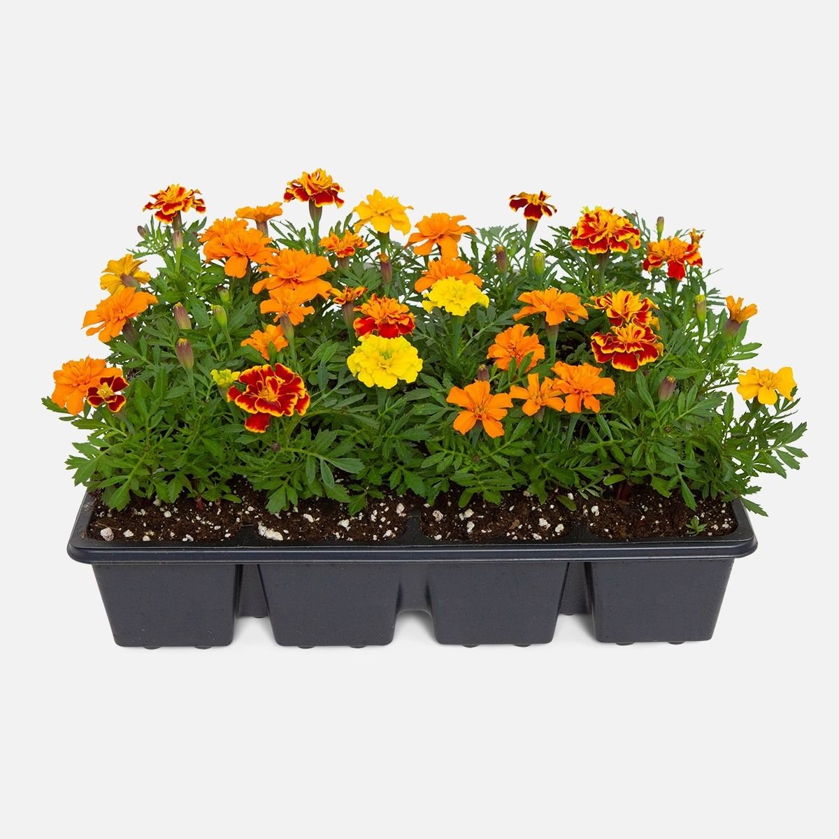 Marigold Assorted.jpg