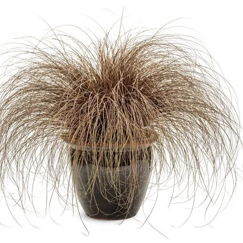 carex_graceful_grasses_toffee_twist_mono25_2.jpg