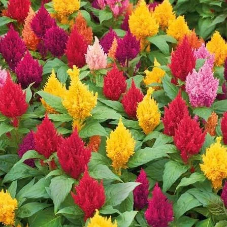celosia.jpg