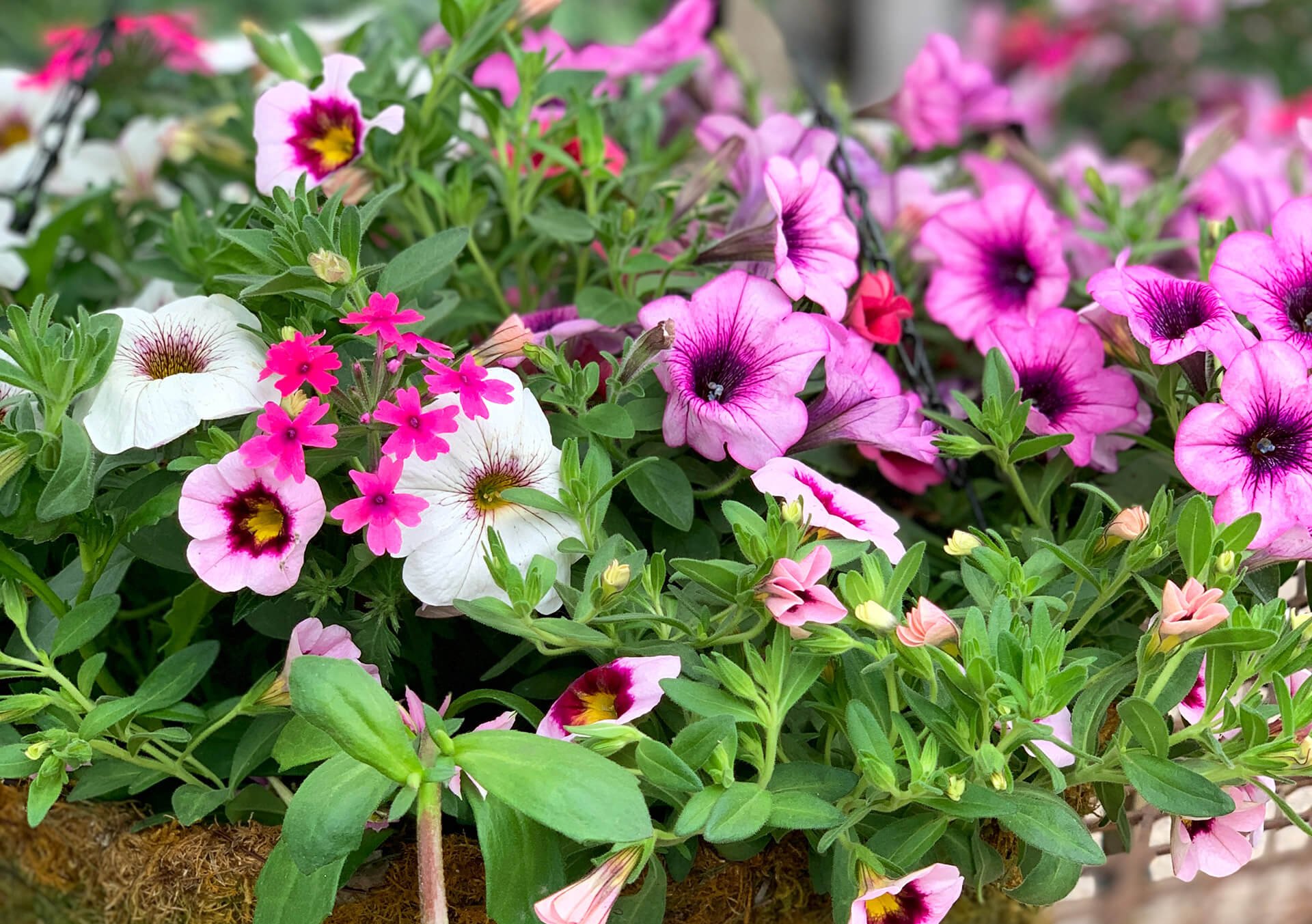 Mixed Hanging Basket.jpg