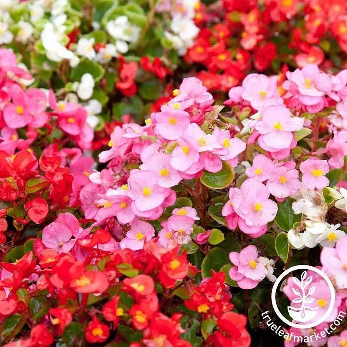 begonia-fibrous-cocktail-series-mix-seed-wm_700.jpg