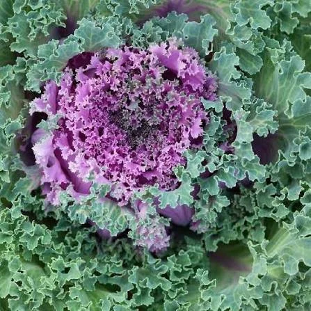 kale.jpg