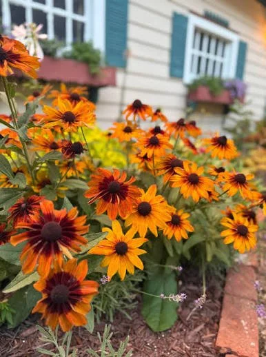 rudbeckia.jpg