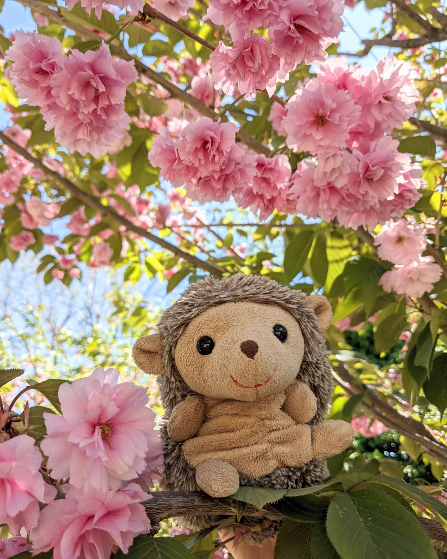 Happy Spring from Istanbul! :)

+++++

When visiting Europe, don't miss the continent's most populous city - Istanbul! This city is absolutely overflowing with beauty, history, culture, culinary delights, adorable street cats (and dogs), and all arou