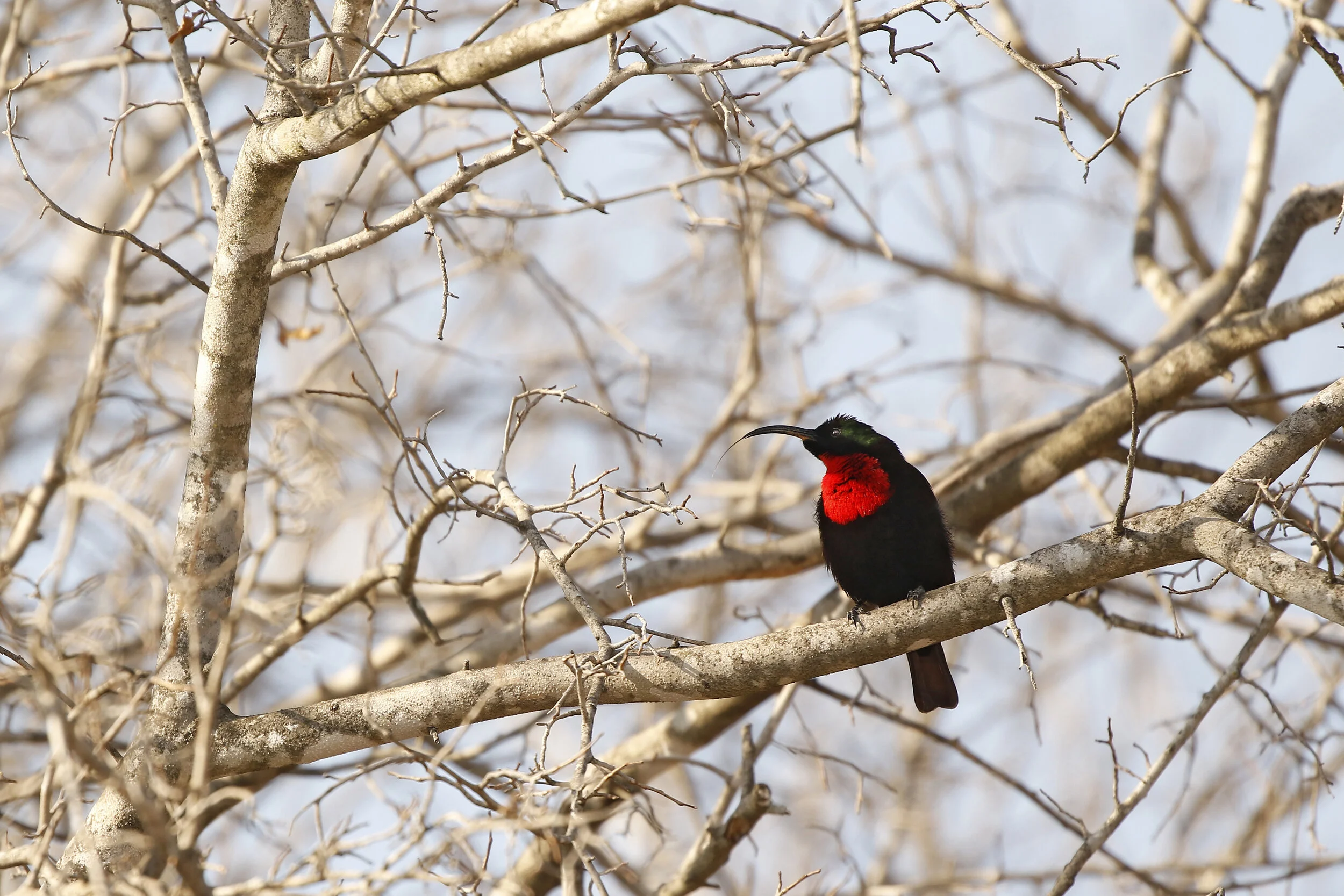 Sunbird