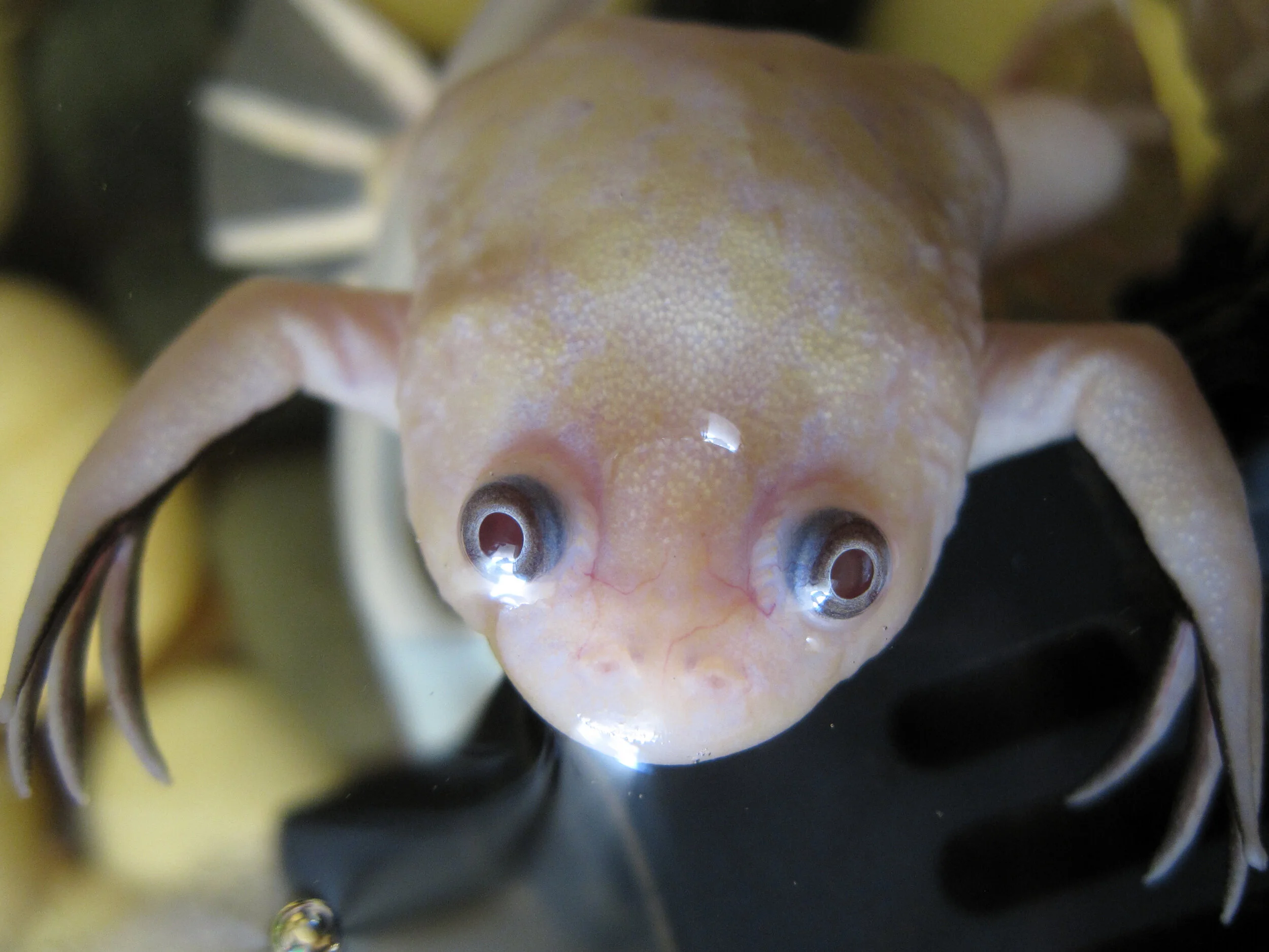 Xenopus Rose-Tinted