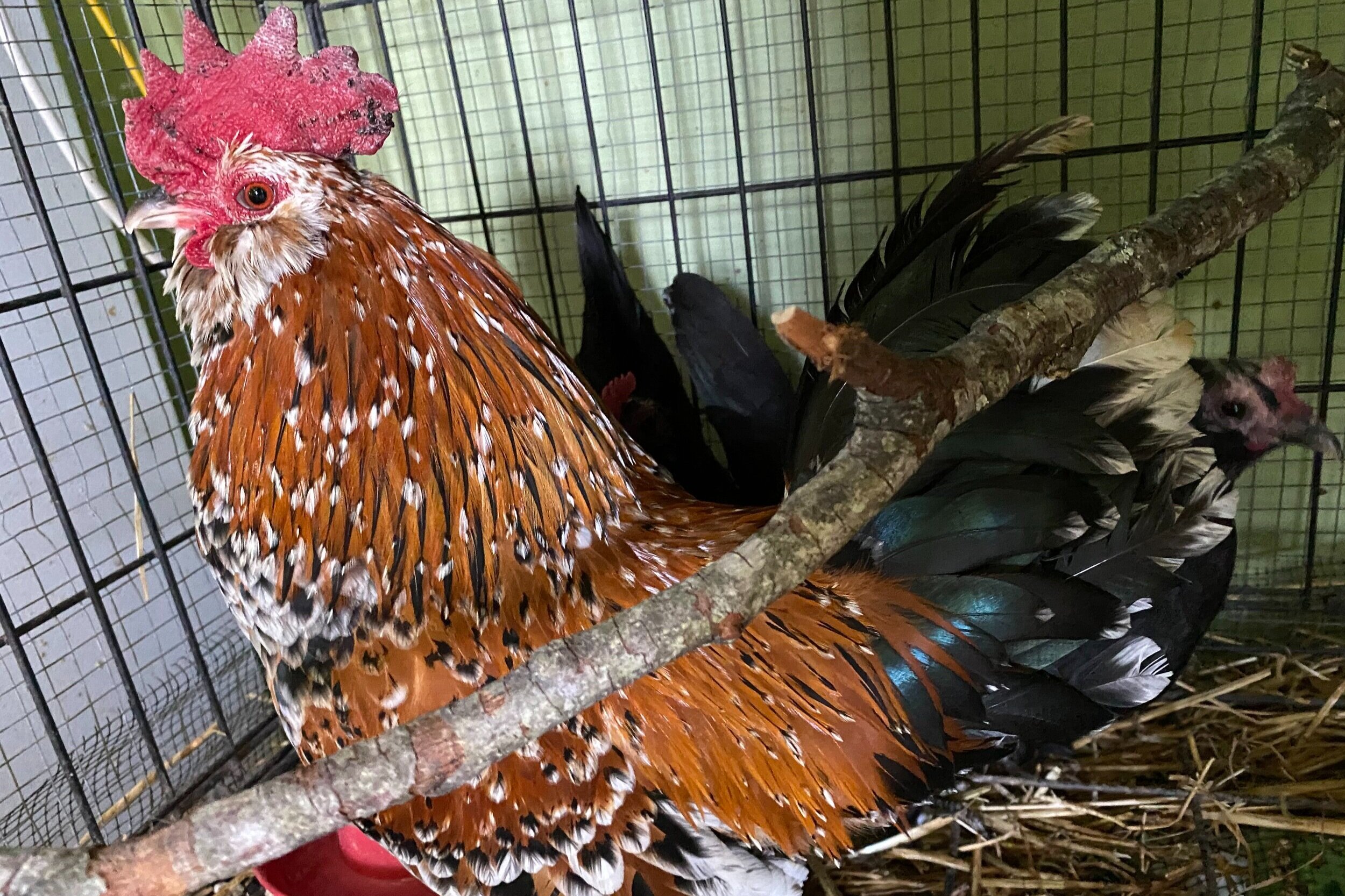 Products | Fresh Eggs, Poultry, Produce, & Hemp — Heniscity Farm