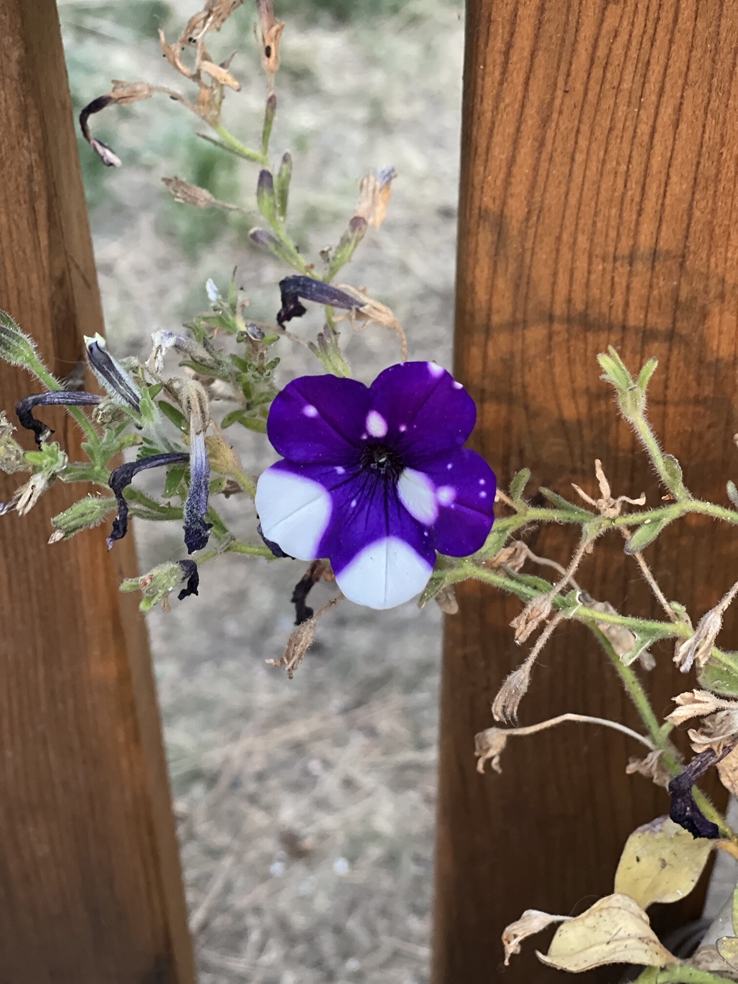 09.08.21 Pasadena &amp; Wrightwood