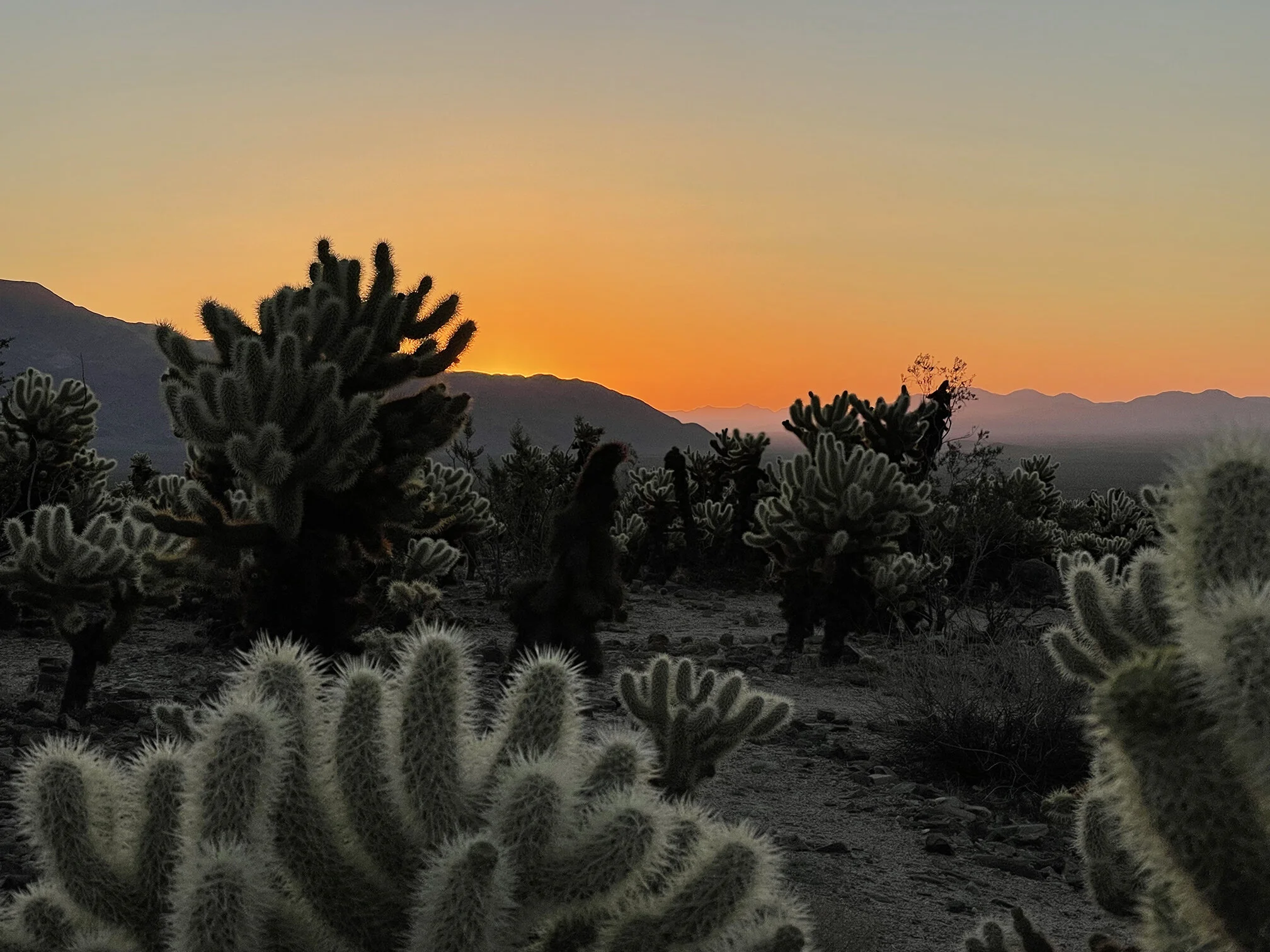 09.12.21 Joshua Tree Natl. Park - Cholla Cactus Garden - Pt. 1