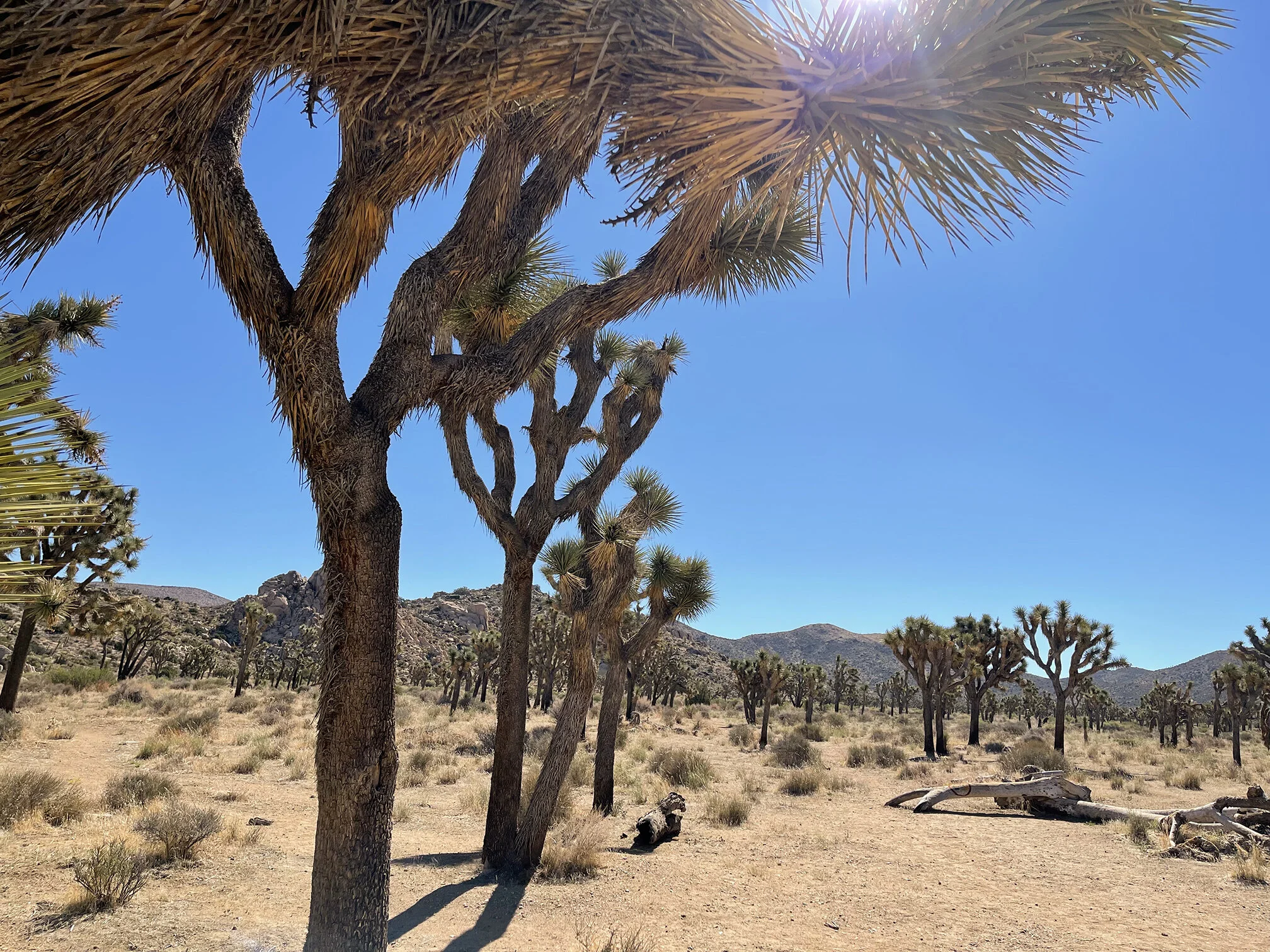 09.12.21 Joshua Tree Natl. Park - Pt. 2