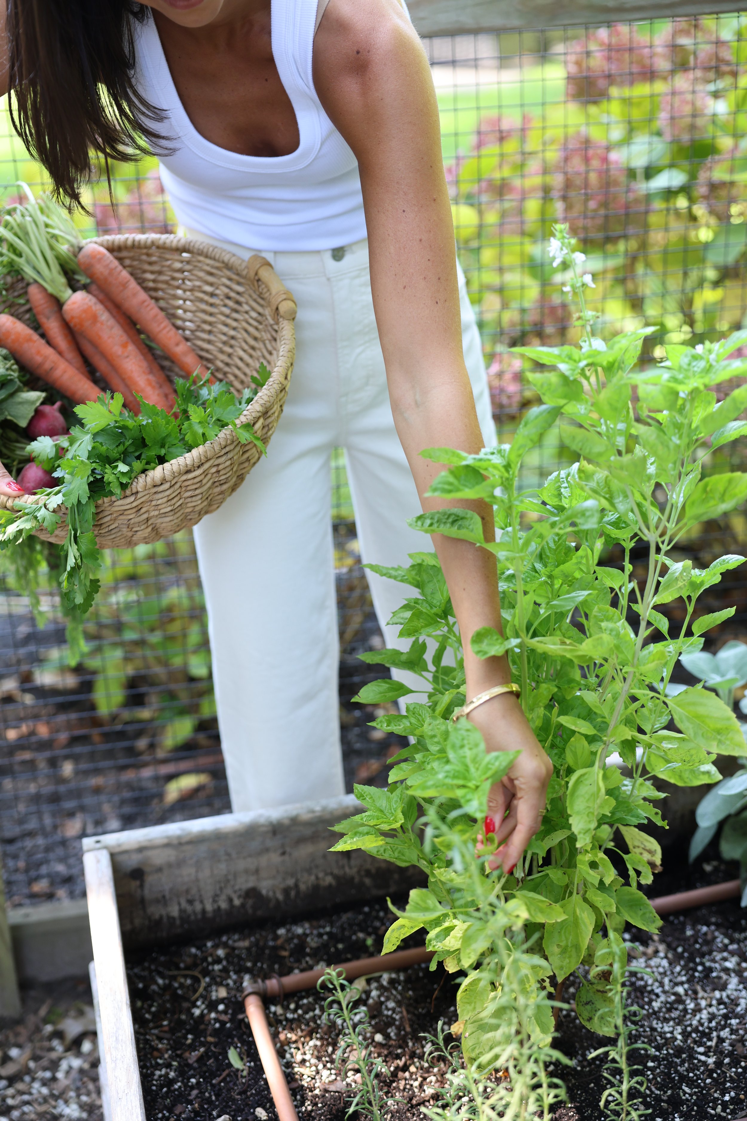 A woman in a white tank top and white pants is harvesting herbs from a garden; she is holding a basket filled with carrots, radishes, and greens.