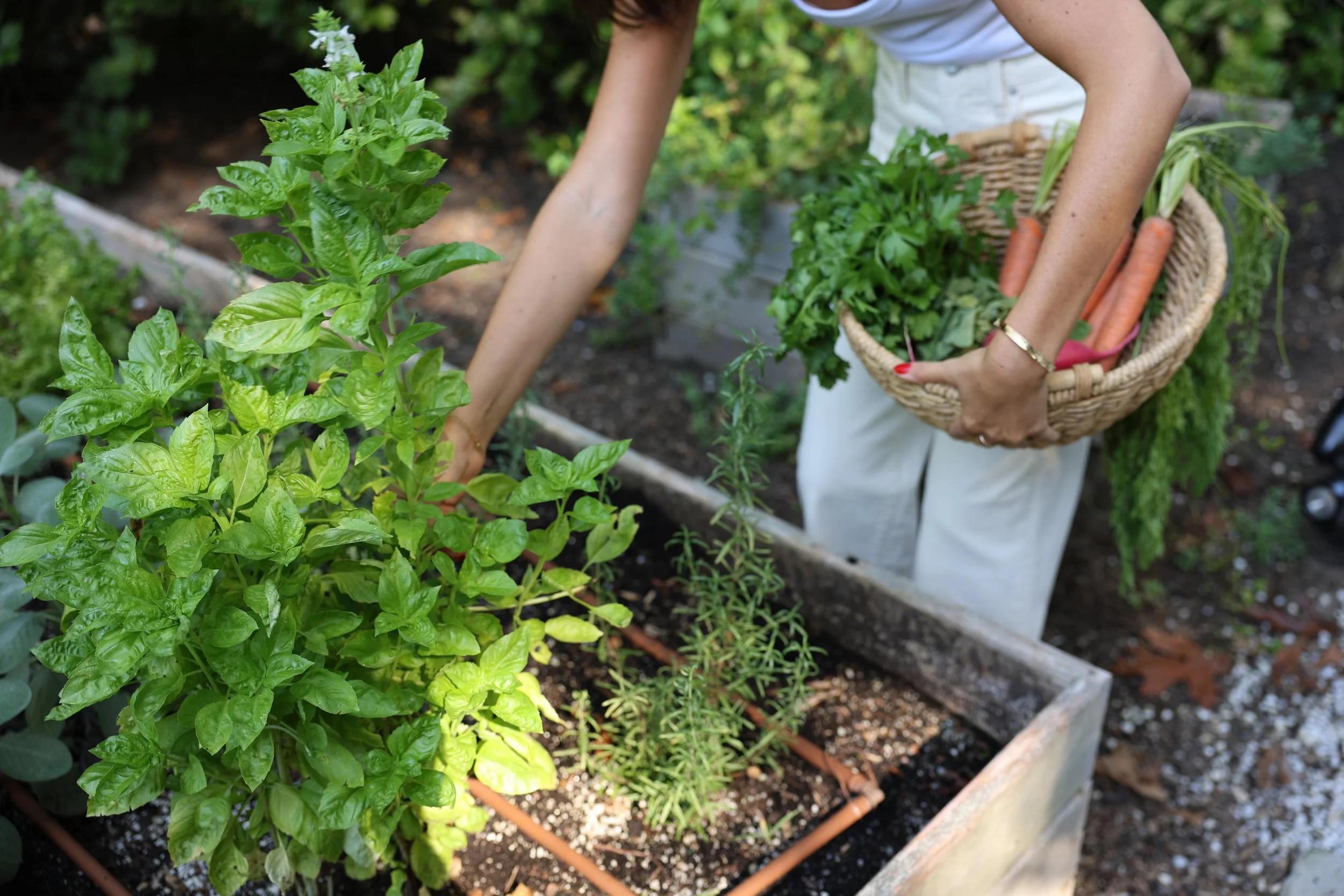 A person harvesting herbs and vegetables from a garden, holding a basket filled with carrots and greens.
