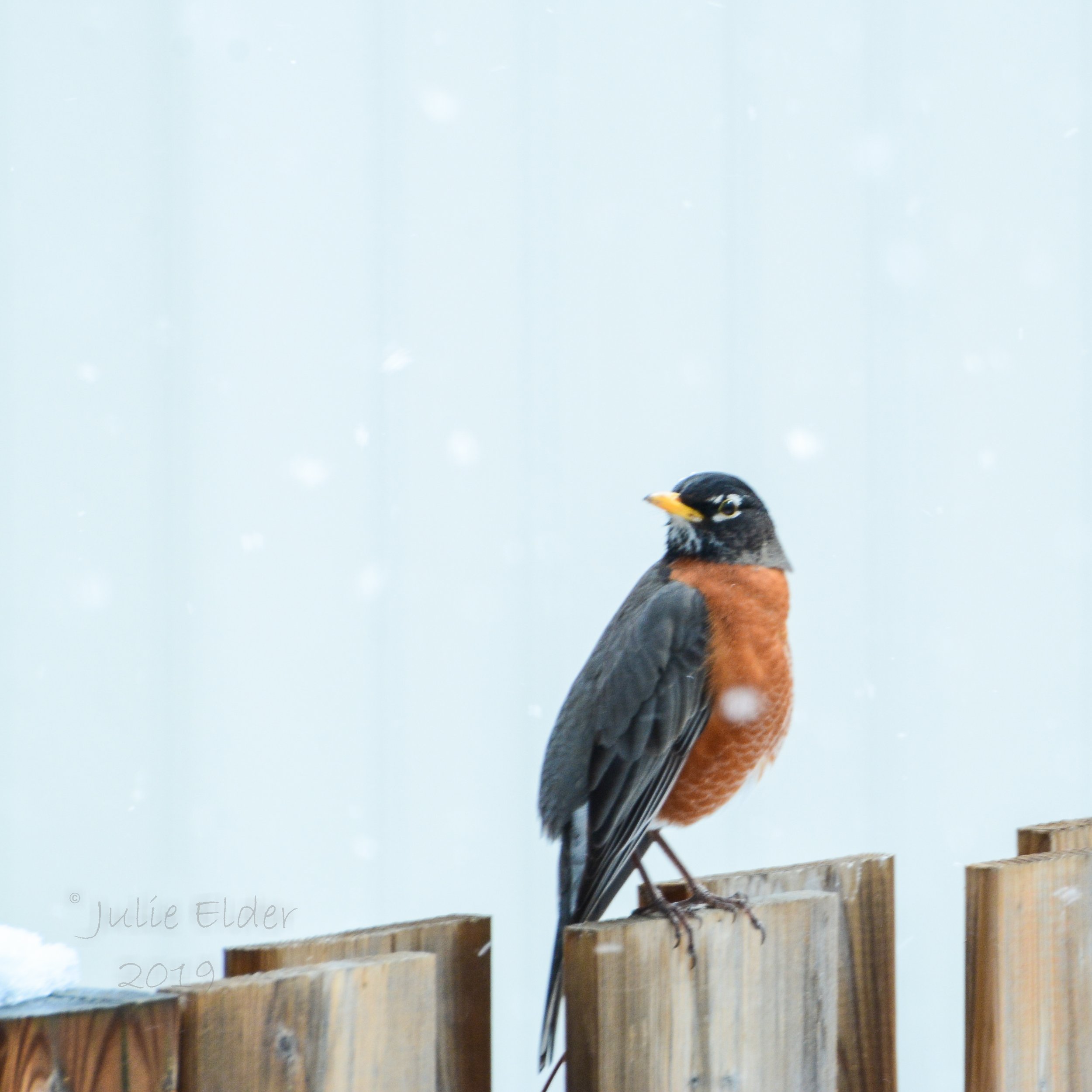 Winter Robin