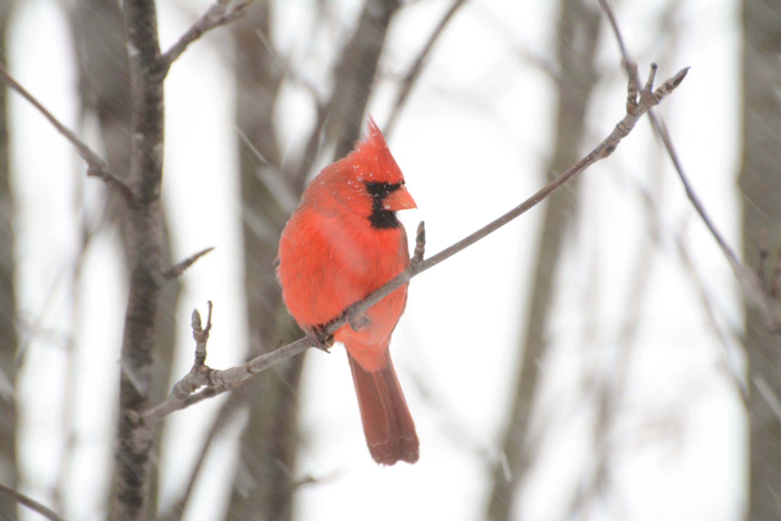 Winter Cardinal